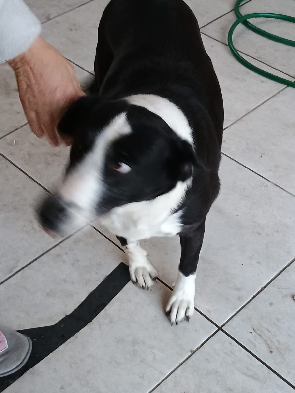 Portal Adocão Estou doando cachorra  Curitiba