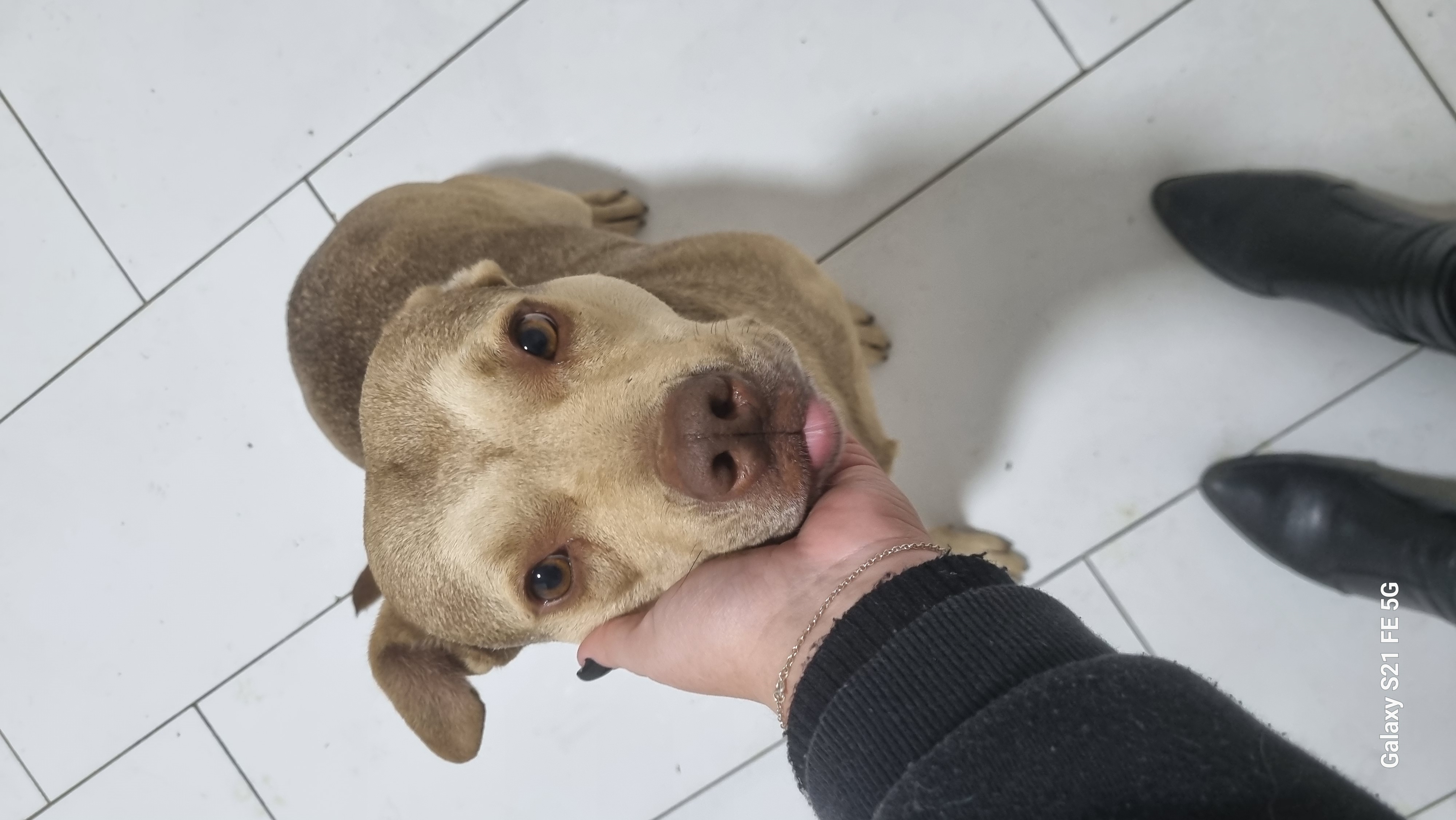 Portal Adocão doa-se cadela mestiça Pitbull Curitiba 
