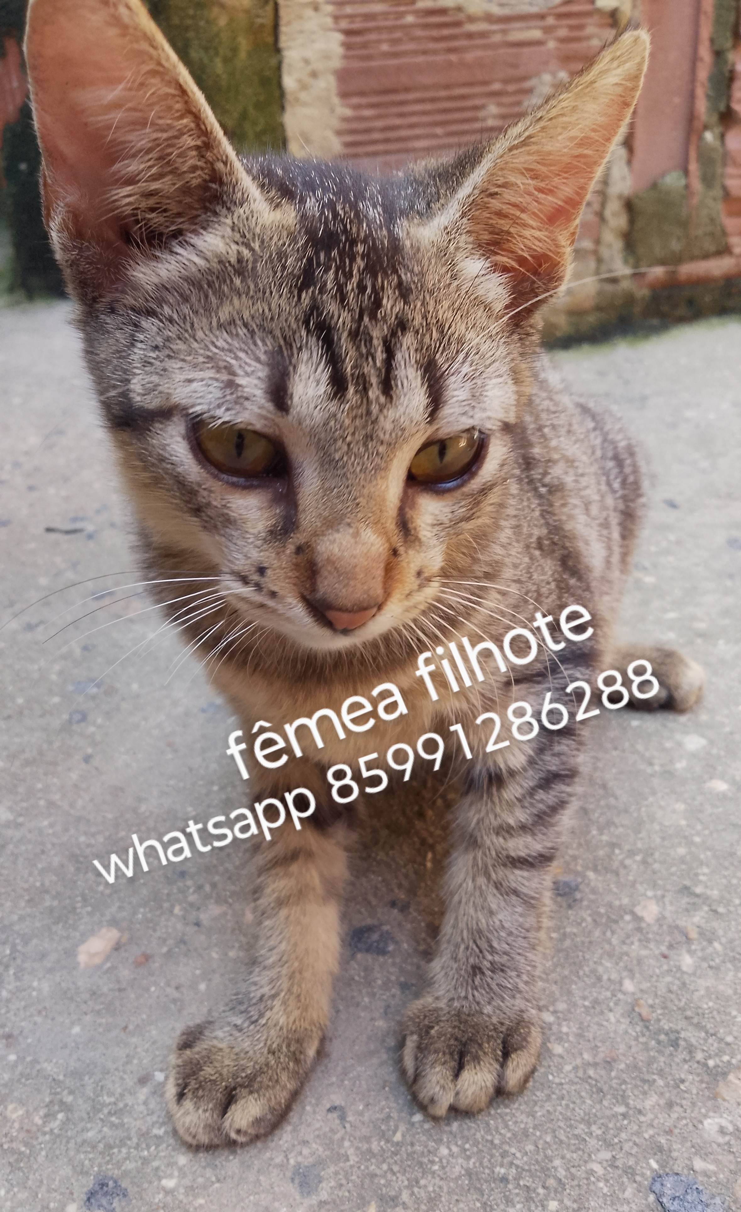 Portal Adocão Adoção responsável de gatinhos  fortaleza
