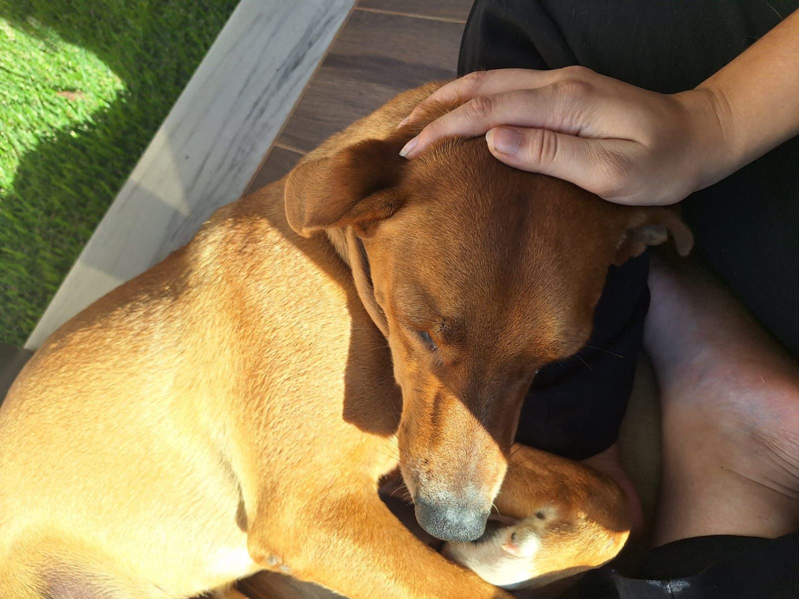 Portal Adocão Adoção Cachorro Macho Goiânia