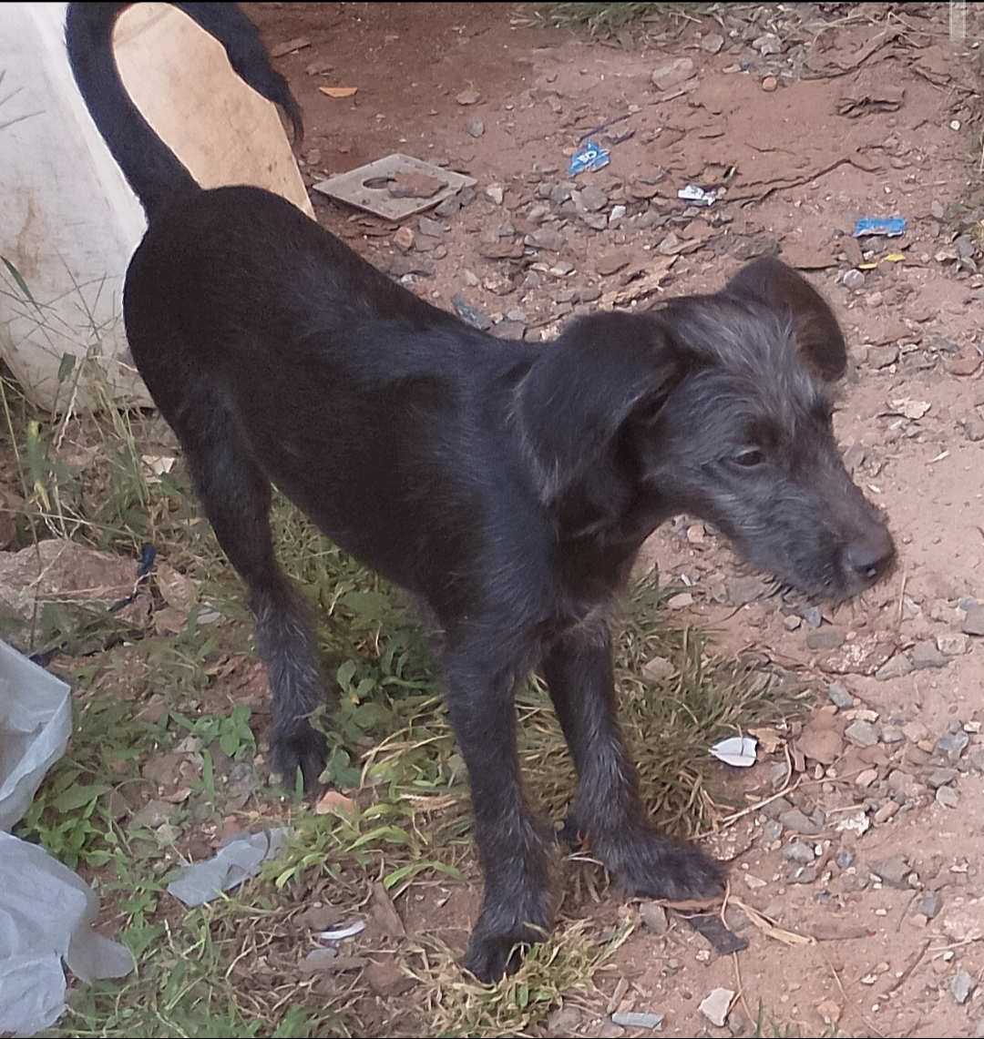 Portal Adocão Doação de cachorro  Nova Lima