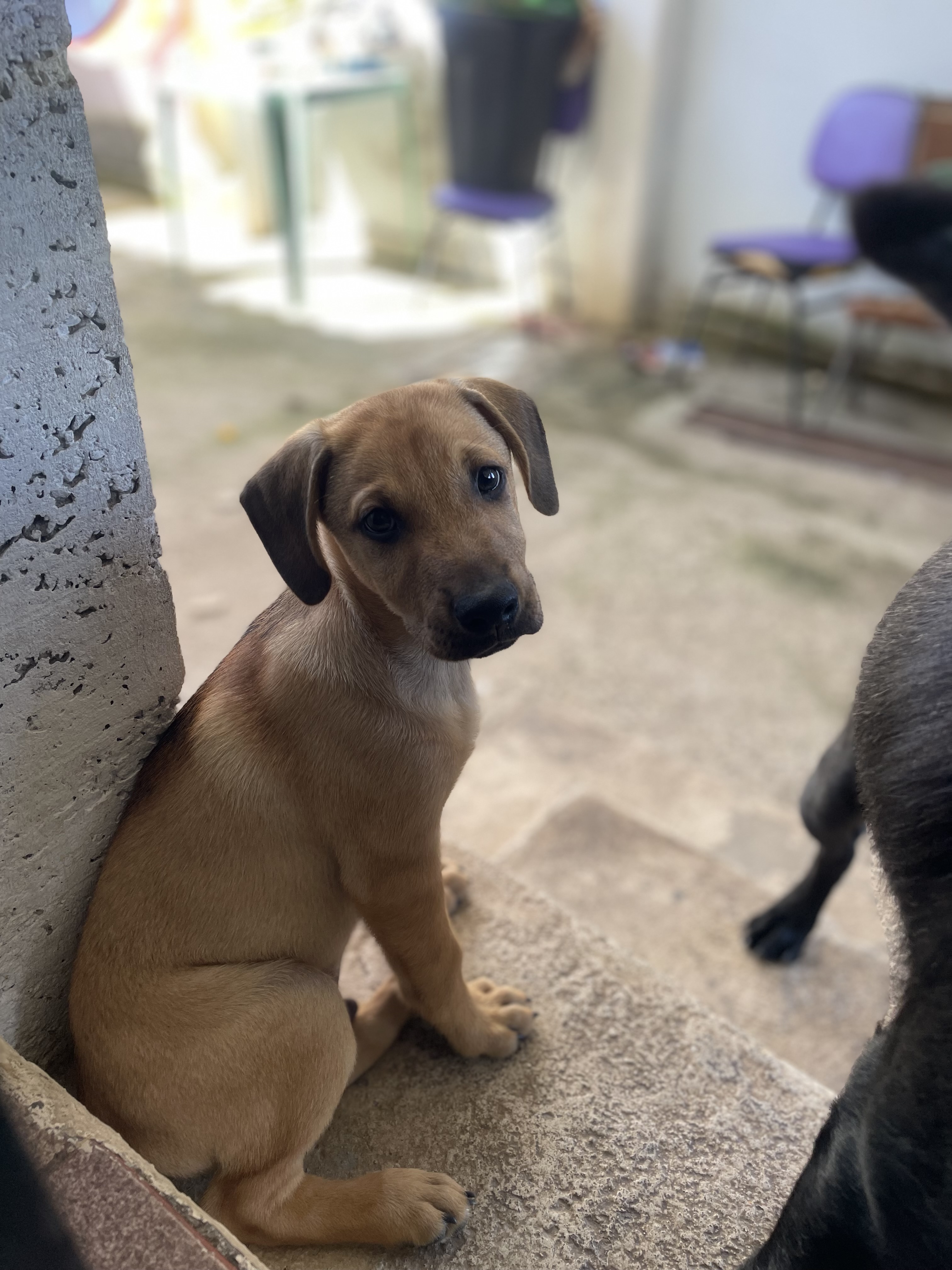 Portal Adocão 🐶 Filhotes Disponíveis – Macho e Fêmea! 🐶 Belo horizonte 