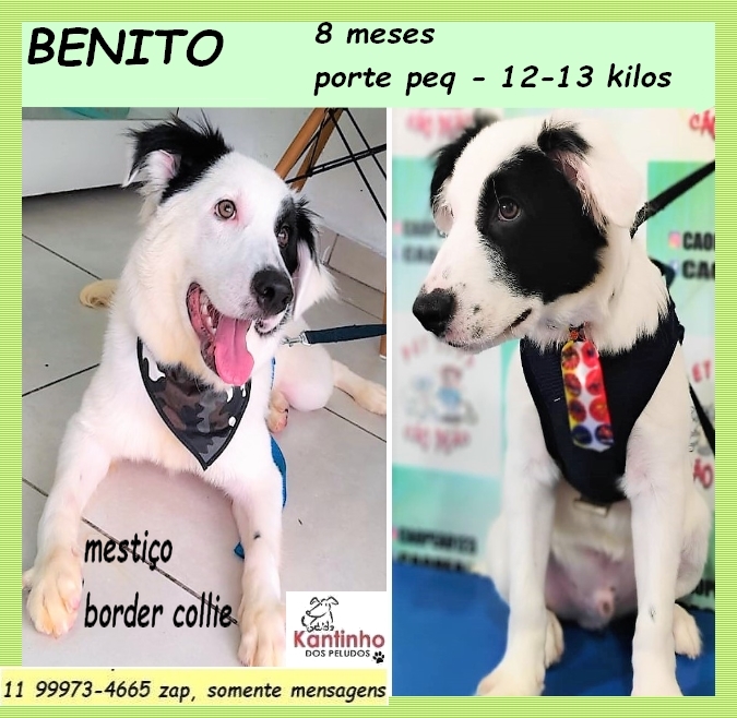 Portal Adocão Benito São Paulo 
