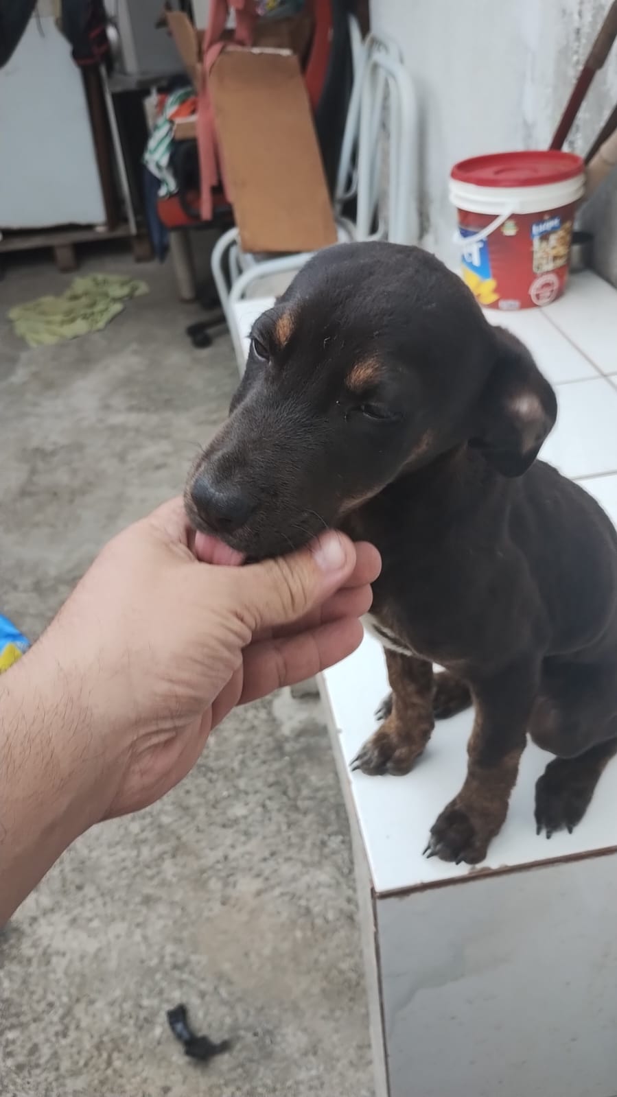 Portal Adocão Dois últimos filhotes mãe Pitbull  Jacareí 