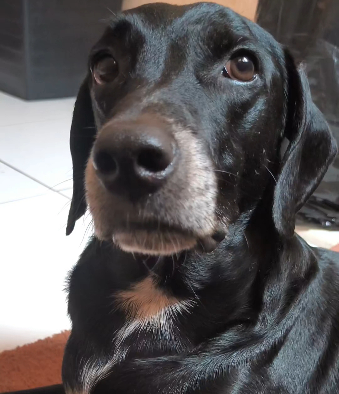 Portal Adocão Adoção responsável! Jacobina