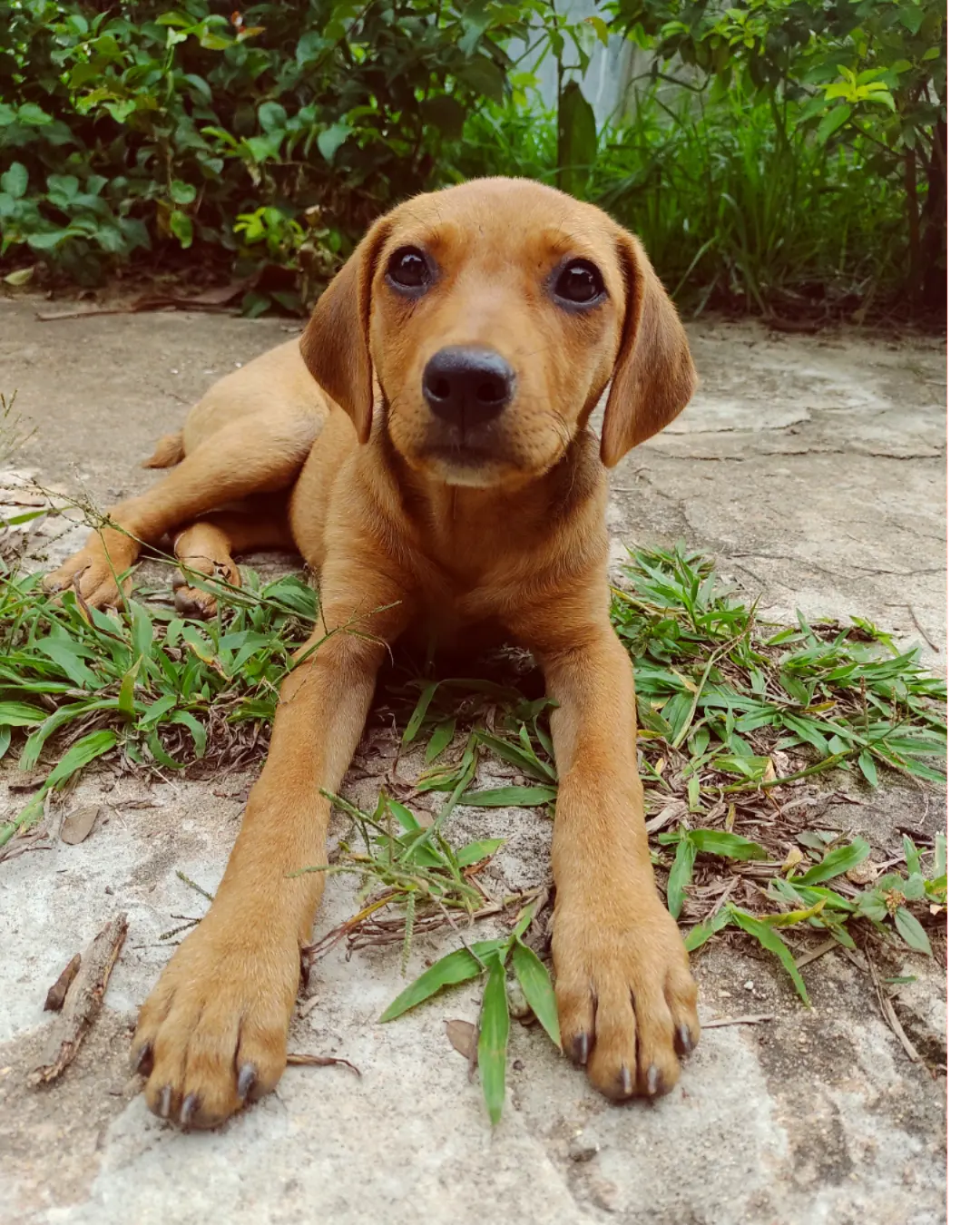 adoção de cachorro FILHOTE PARA ADOÇÃO - SRD -FÊMEA - APROX. 5 MESES Ribeirão das Neves