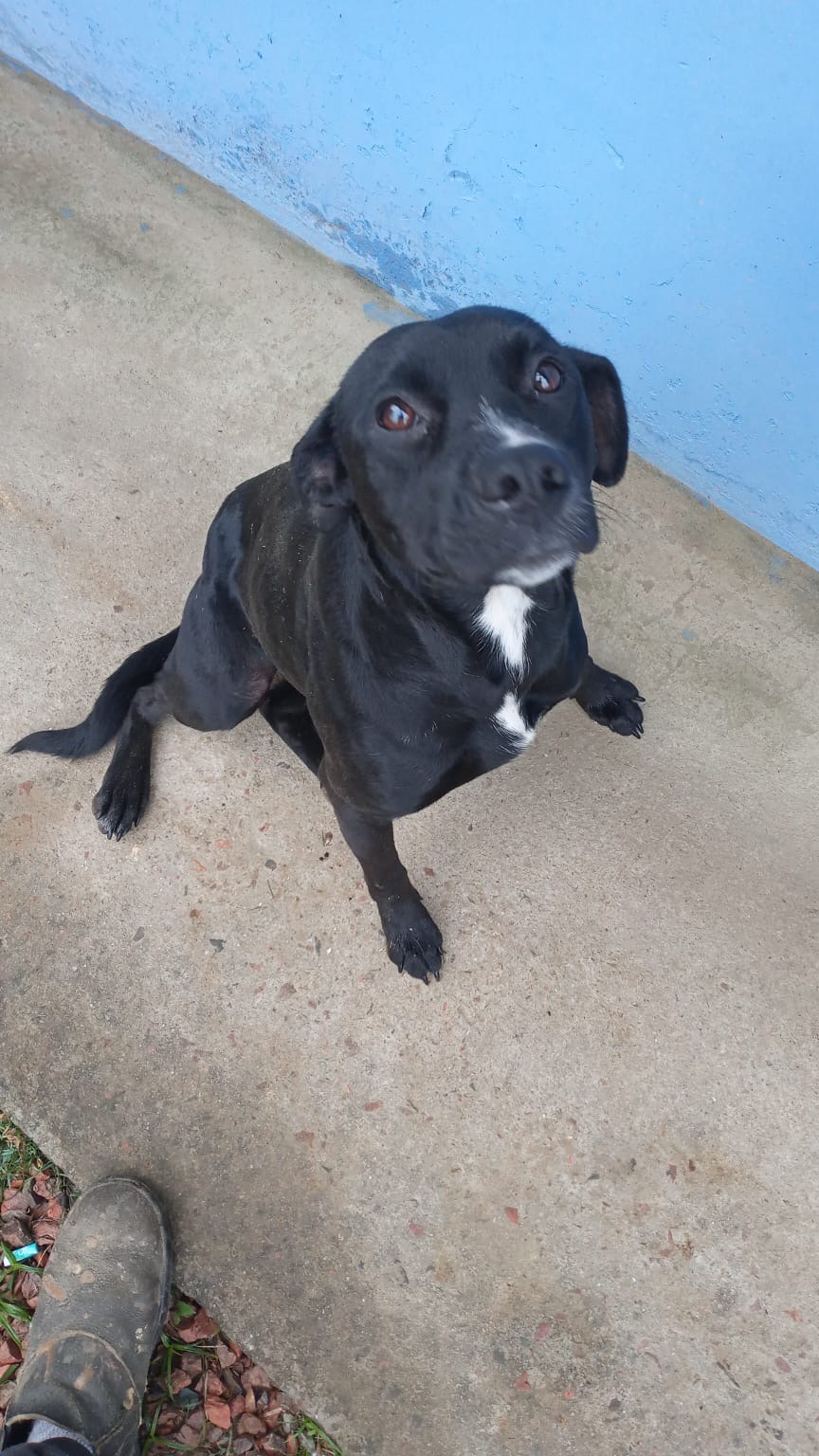 Portal Adocão Doa-se cachorra São José dos Pinhais 
