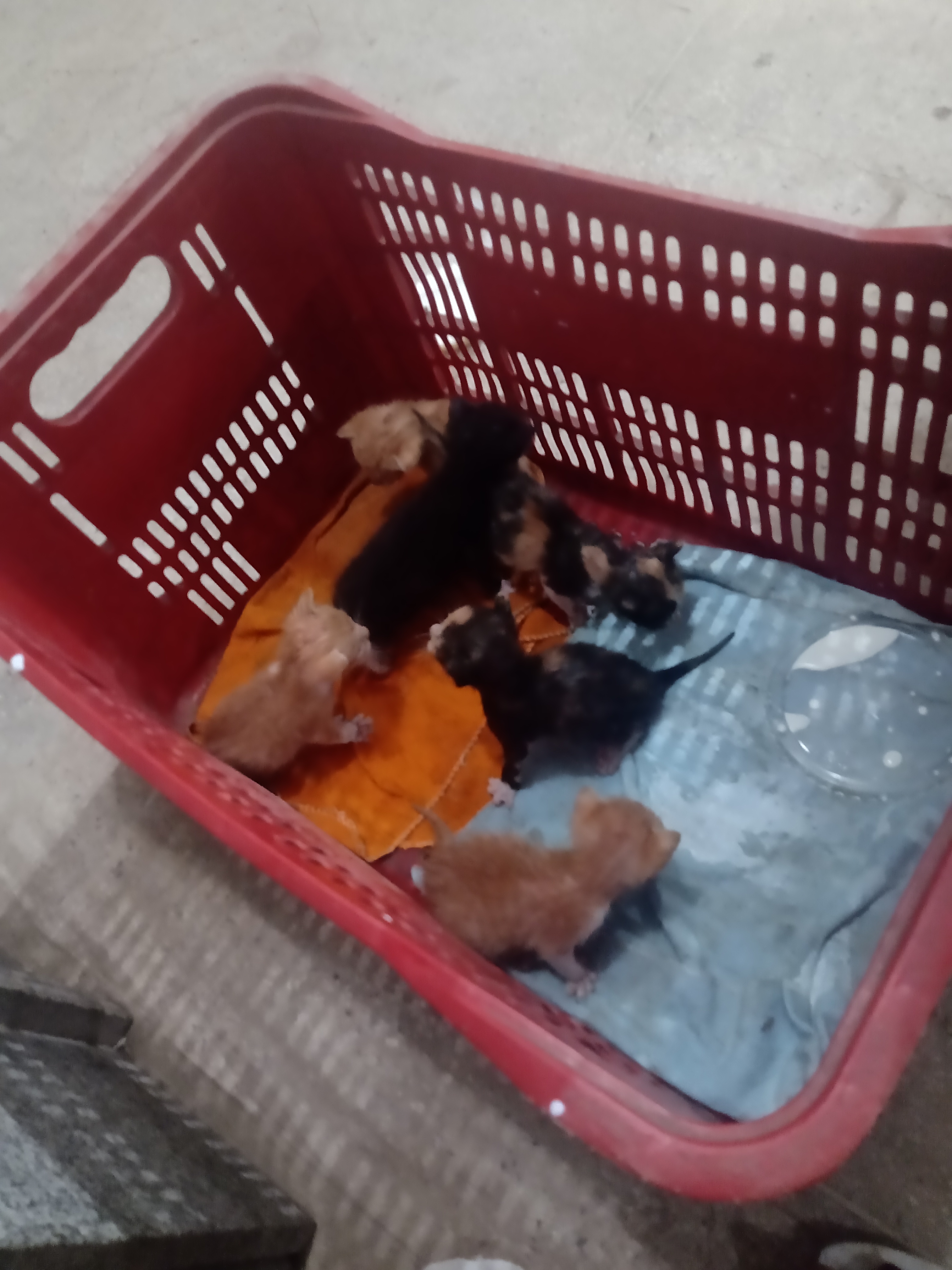 Portal Adocão Doação de gato filhotes Maceió 