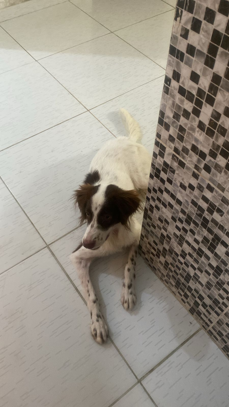 Portal Adocão Adoção responsável de cachorro  Salvador 