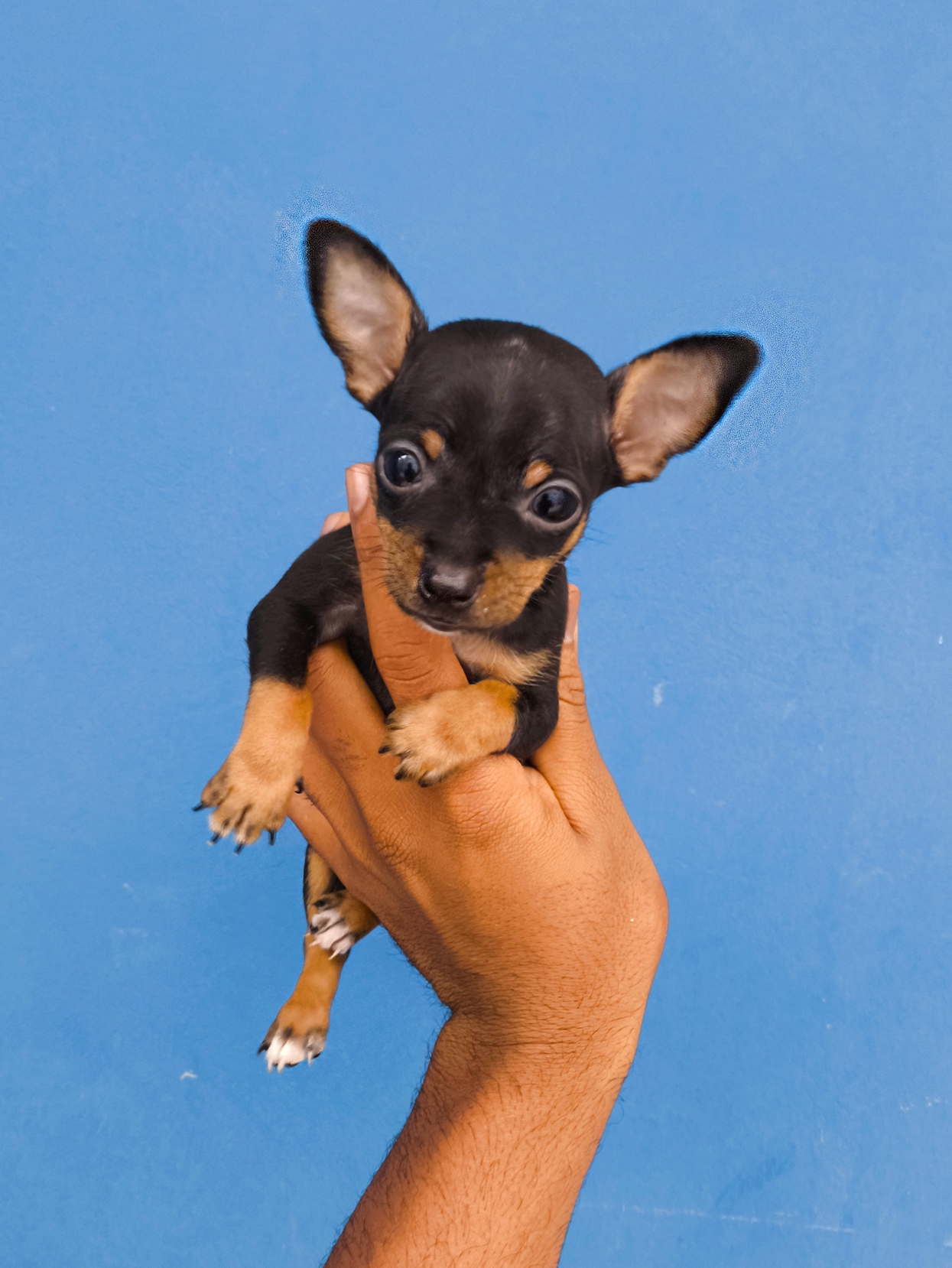Portal Adocão Pinscher fêmea e macho  São Bernardo do Campo