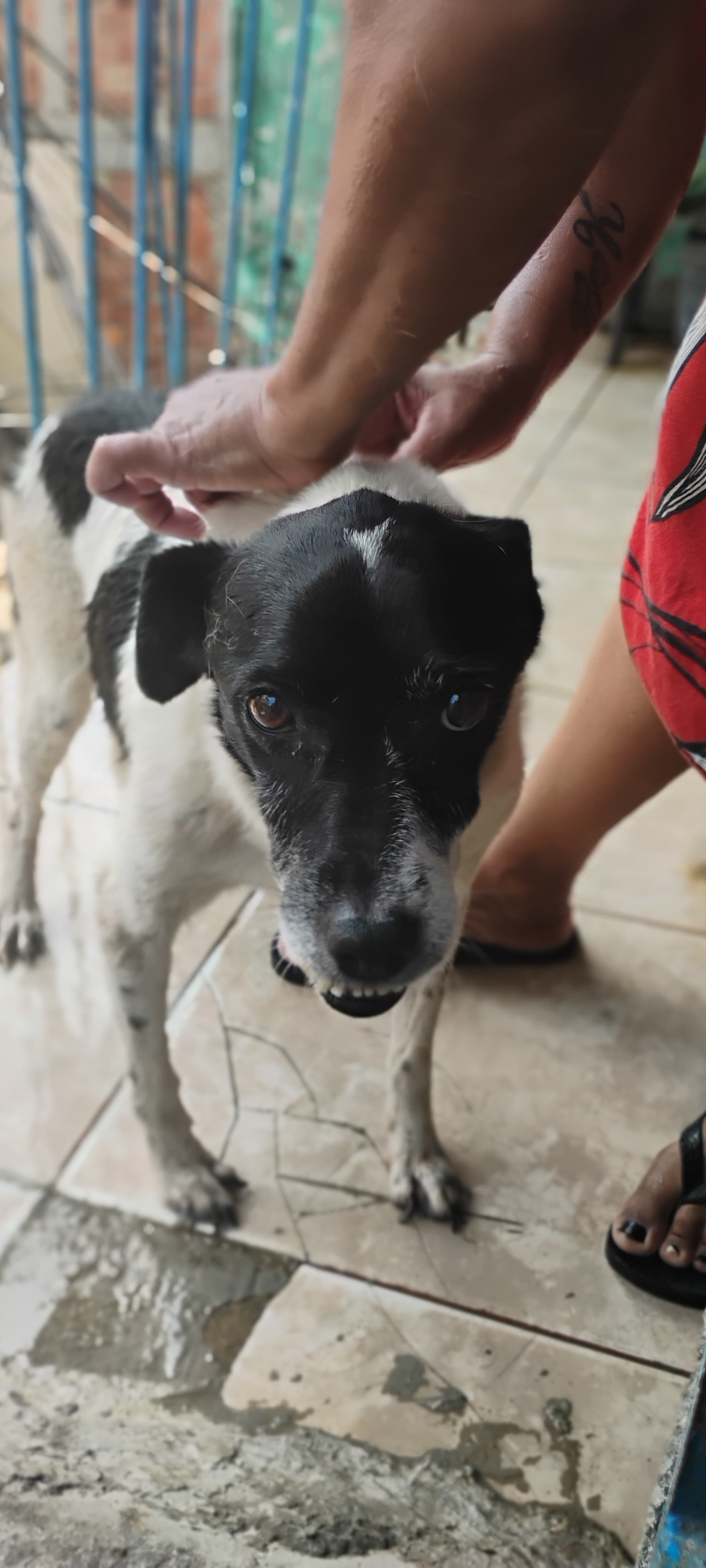 Portal Adocão Cachorro procura uma família  Rio de janeiro 