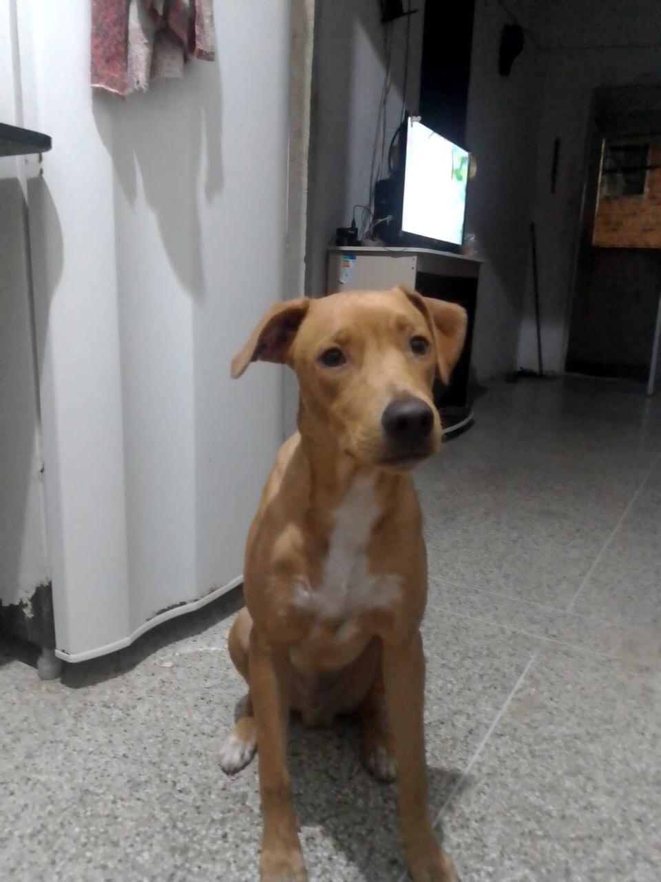 Portal Adocão Doação responsável  Salvador 