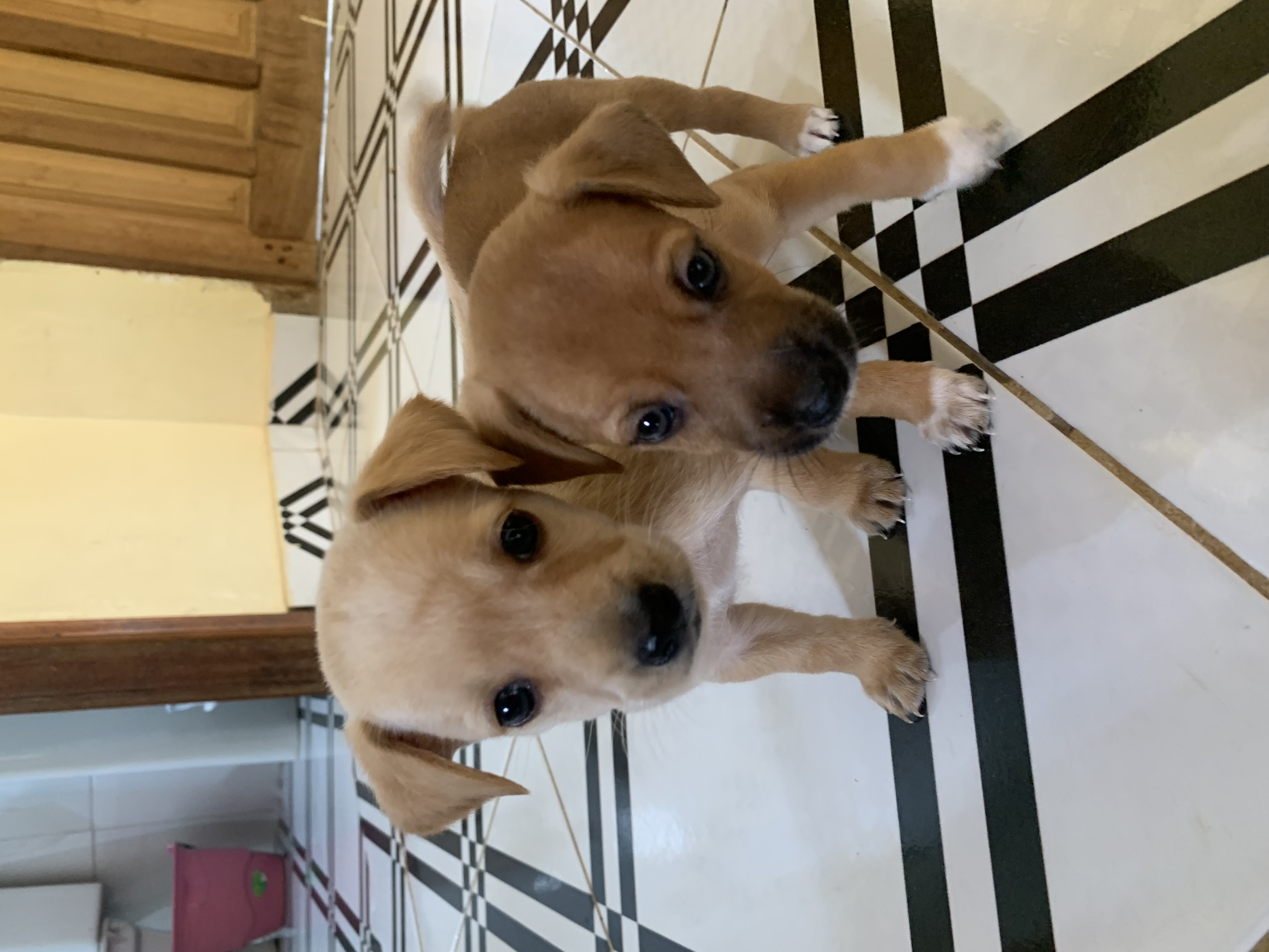 Portal Adocão Doação de cachorrinhos Porto velho