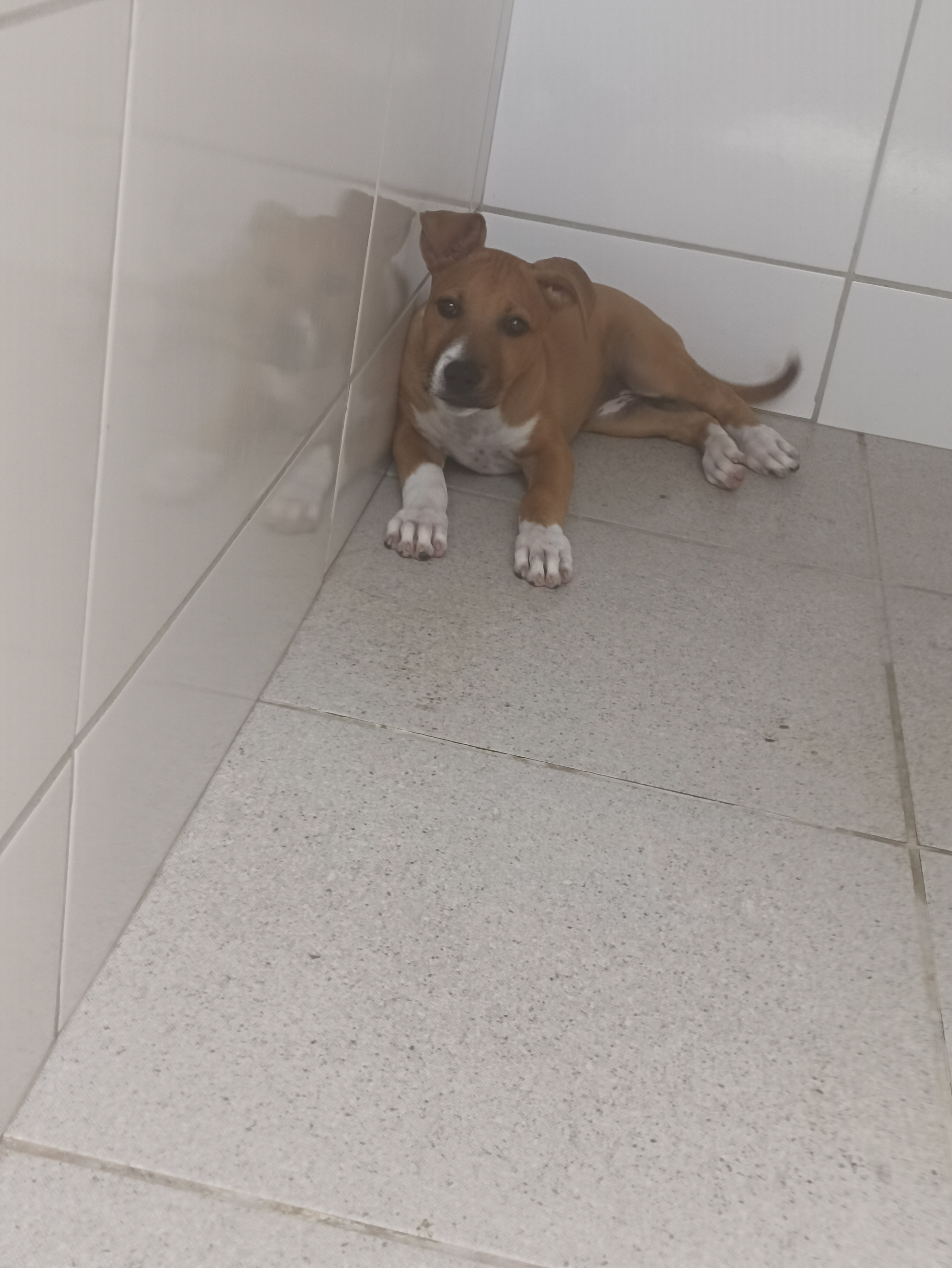 Portal Adocão Doando kiara Águas Lindas de Goiás