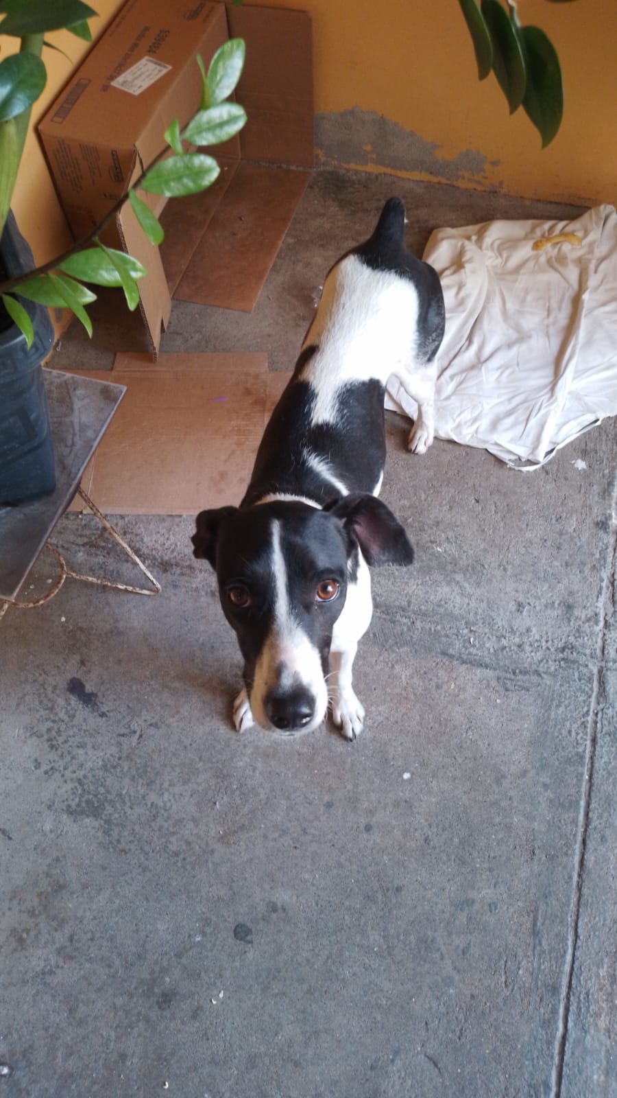 Portal Adocão Doação responsável  São Gonçalo