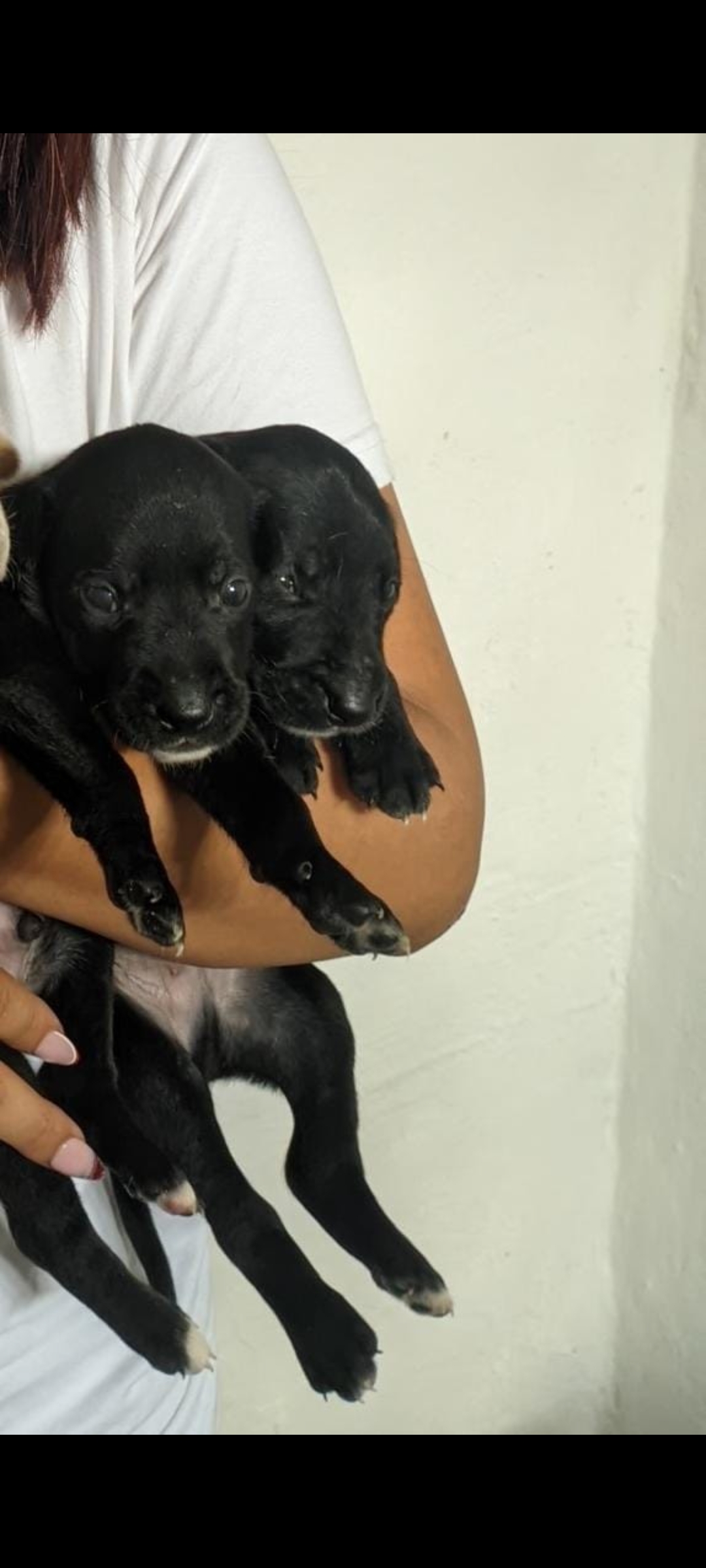 Portal Adocão 2 Lindos filhotes para adotar fortaleza 
