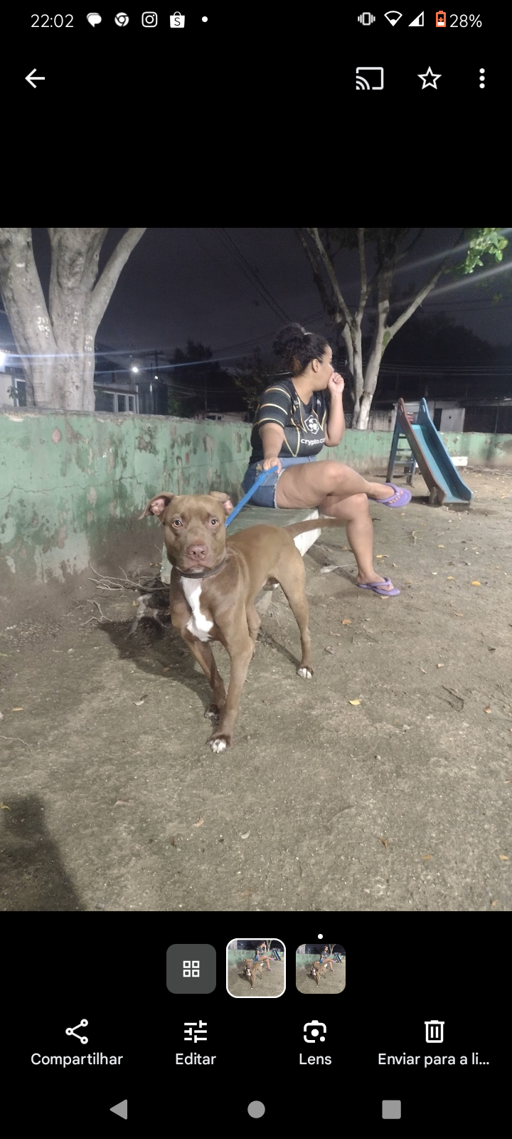 Portal Adocão doação dois cães mansos nova Iguaçu 