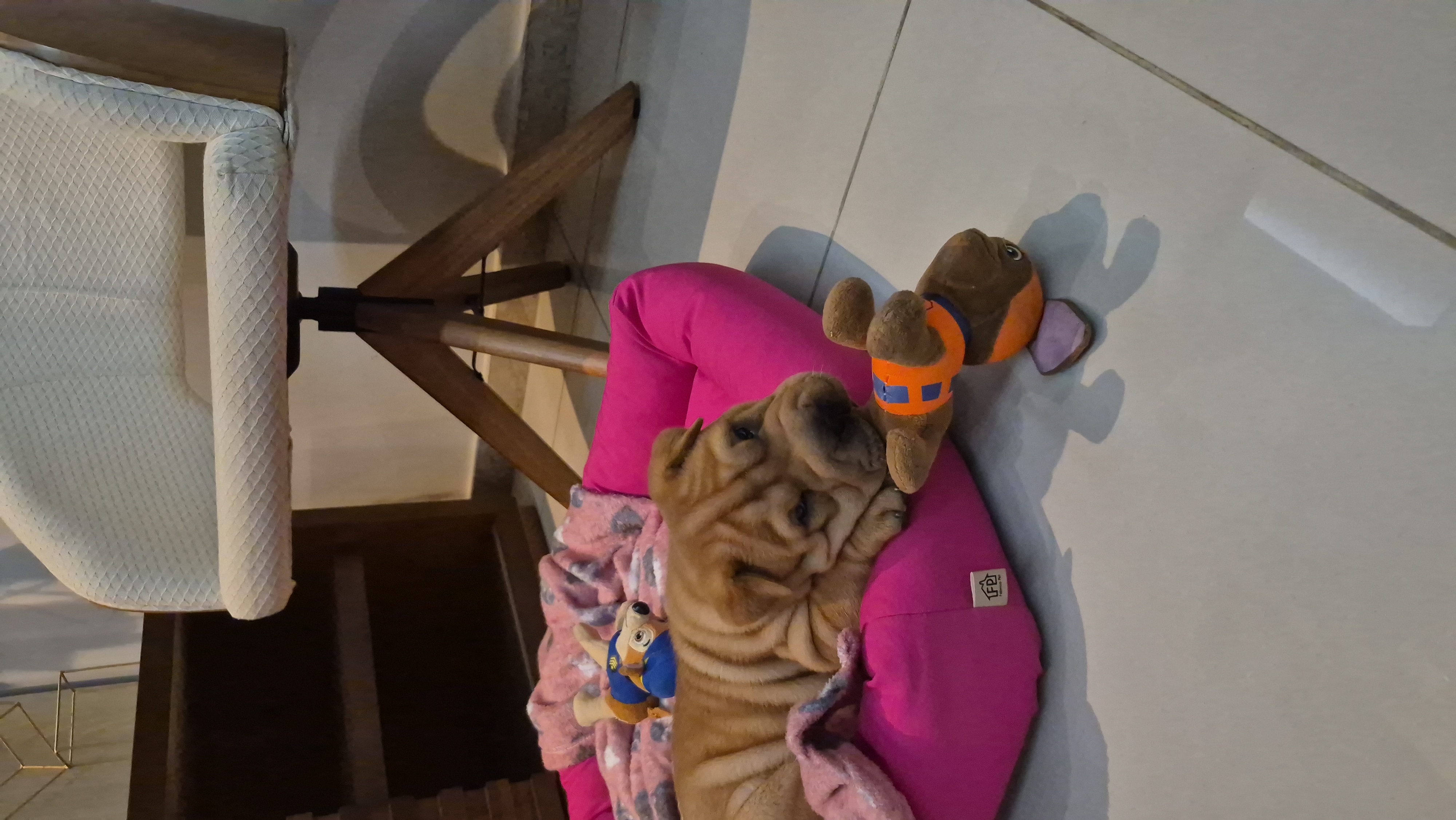 Portal Adocão SHARPEI FÊMEA 45 DIAS Contagem