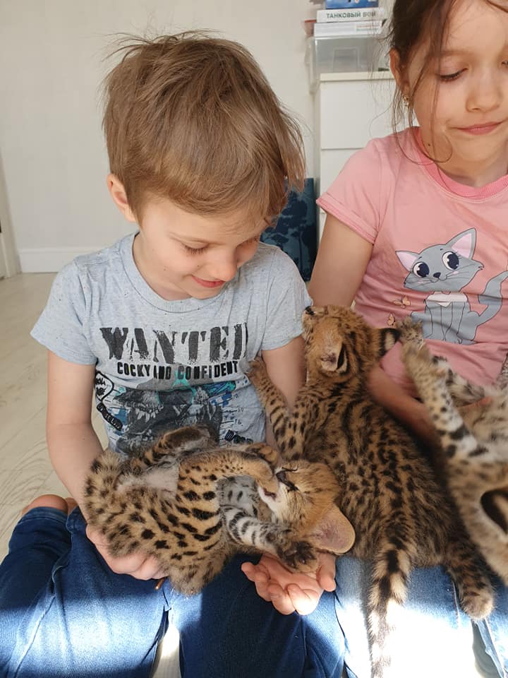 Portal Adocão Adoráveis ​​gatinhos Serval, Caracal e Savannah disponíveis Rio de Janeiro