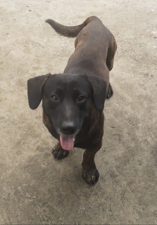 Portal Adocão Três cachorros dóceis resgatados - doação  Belo Horizonte 