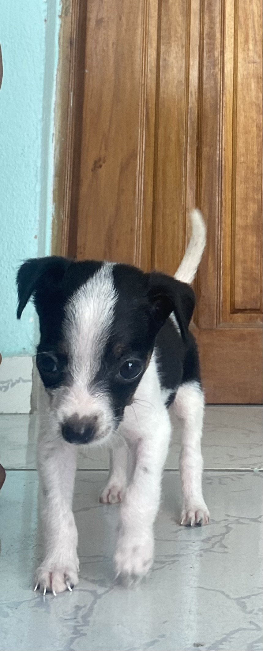 Portal Adocão Adoção  Recife