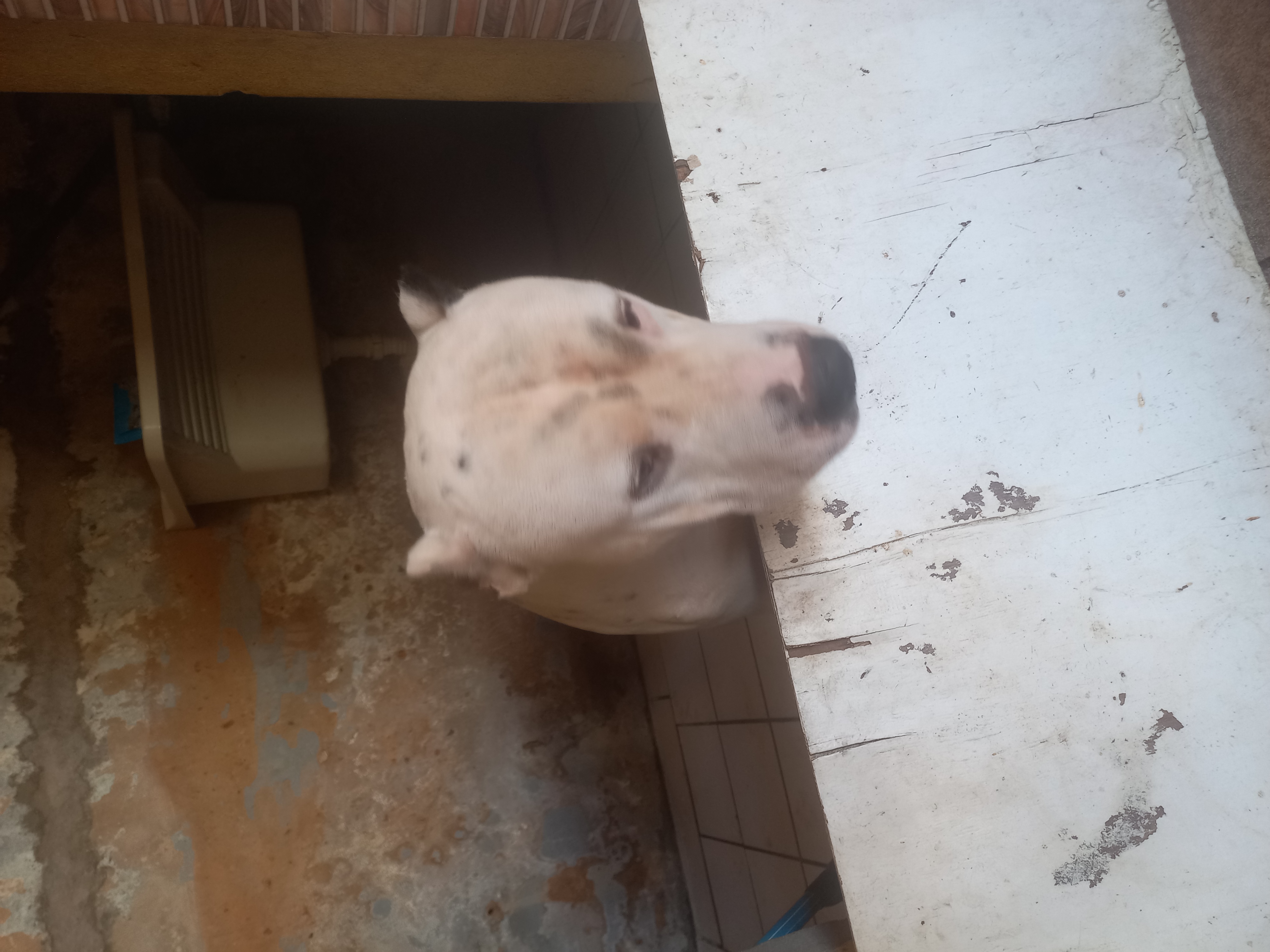 Portal Adocão Doação de um Pitbull  Salvador 