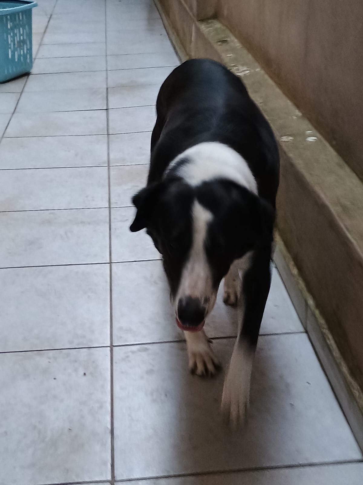 Portal Adocão Estou doando cachorra  Curitiba