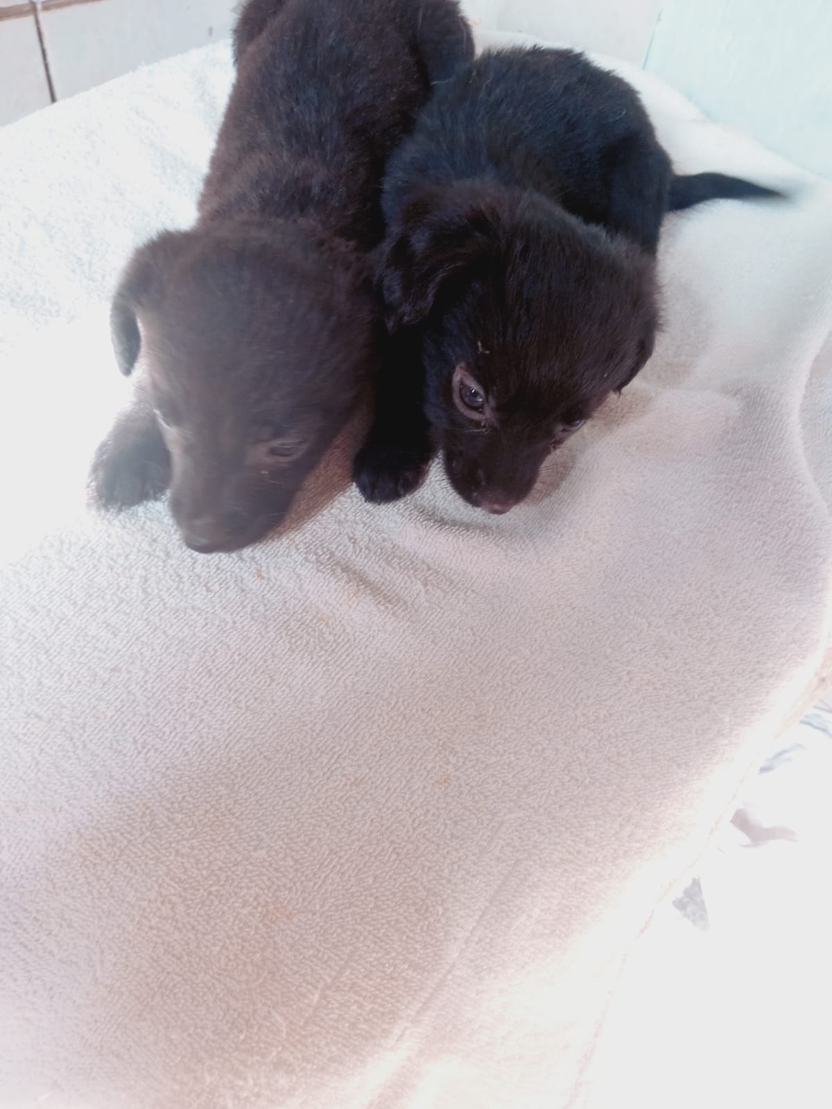 Portal Adocão Cães  Belém