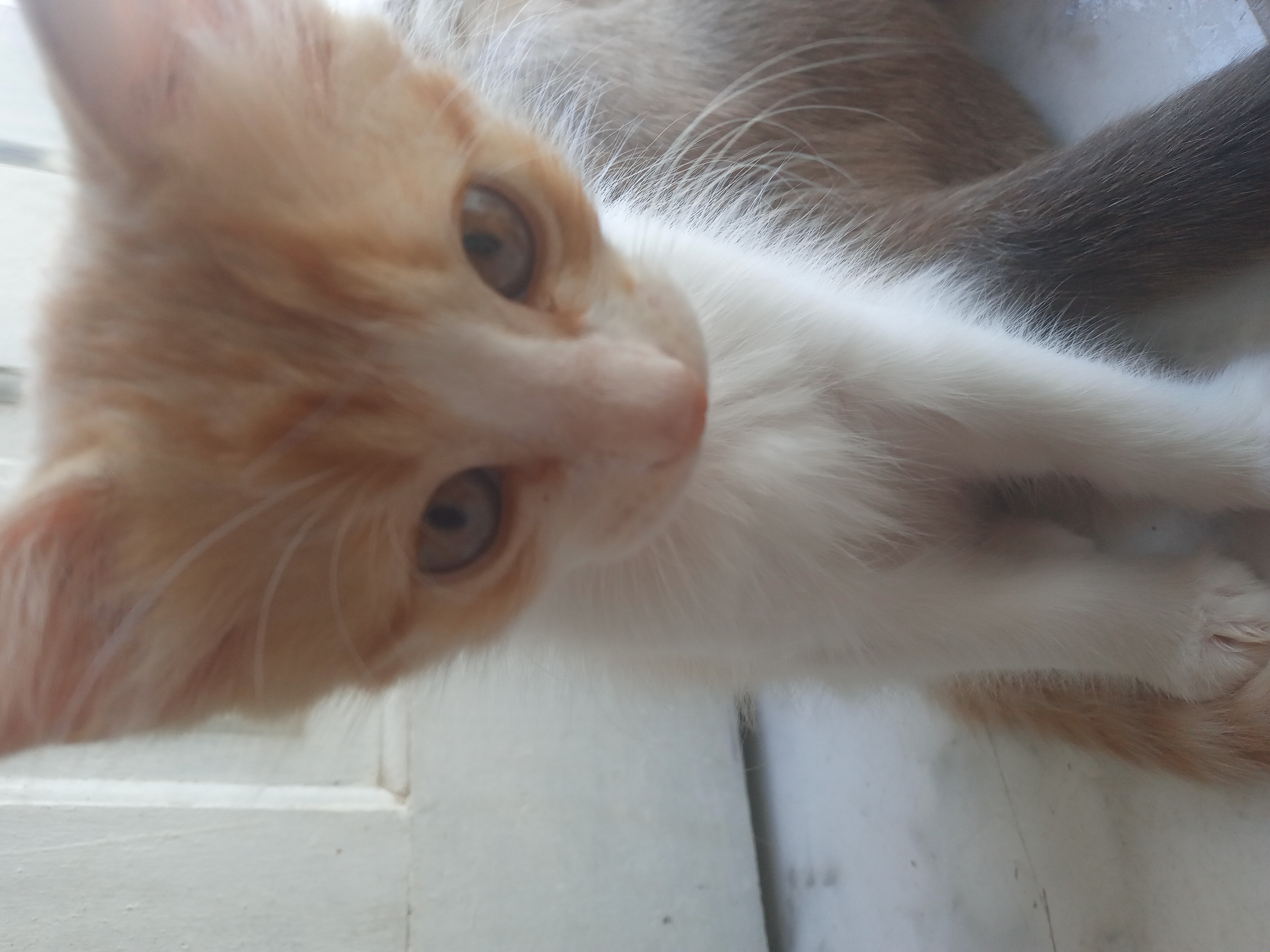 Portal Adocão Gato para adoção Fortaleza