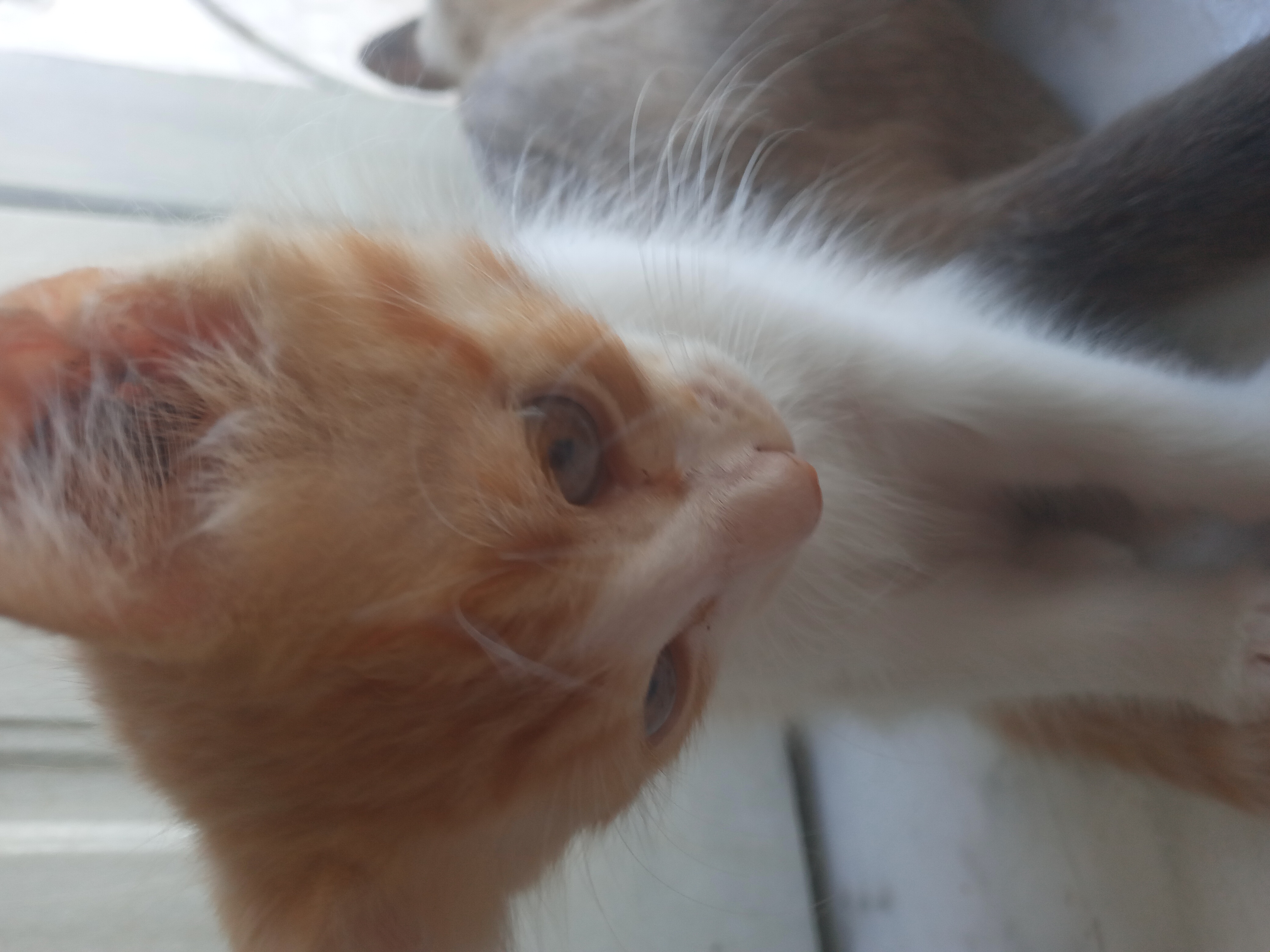 Portal Adocão Gato para adoção Fortaleza