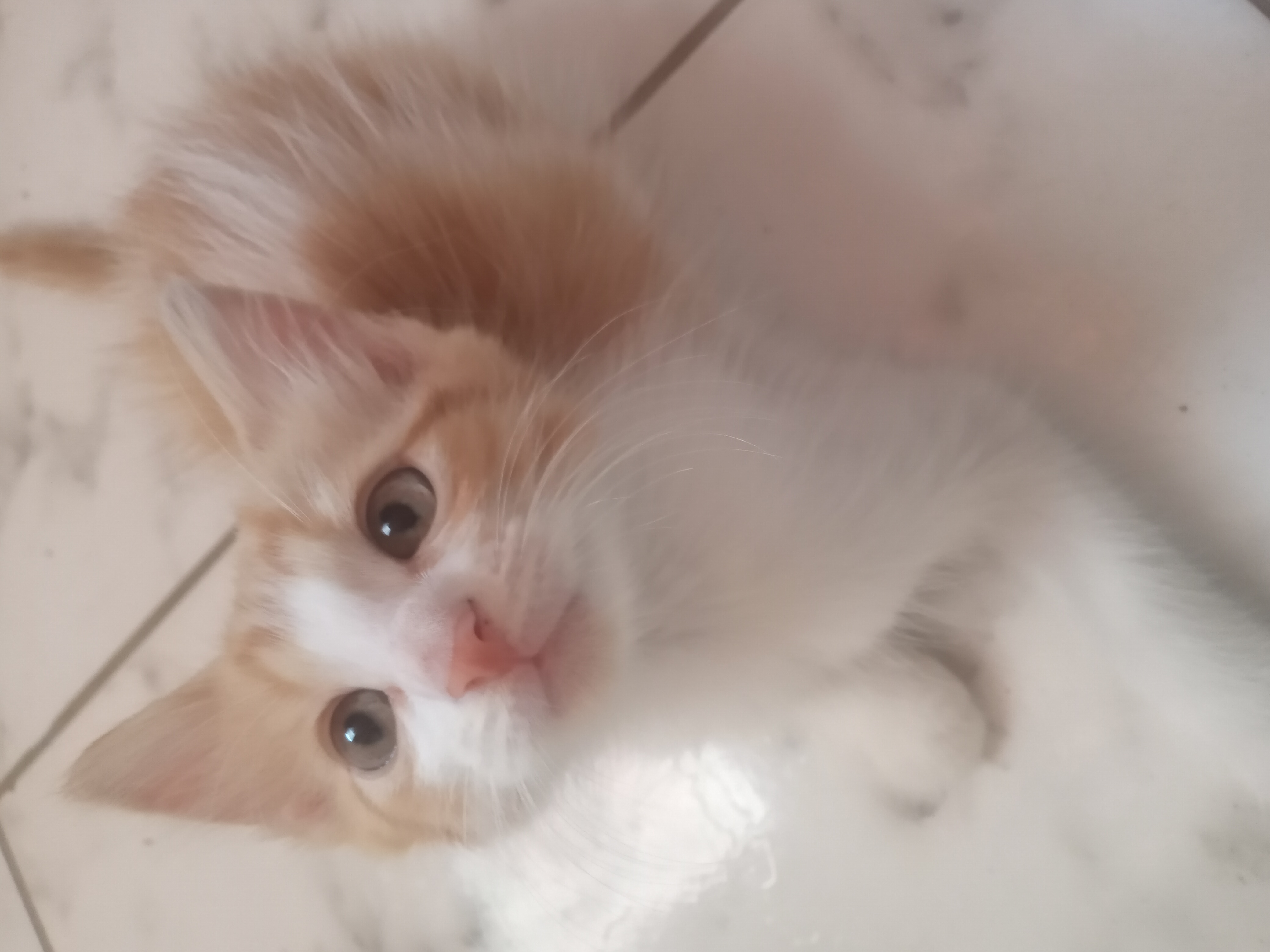 Portal Adocão Gato para adoção Fortaleza
