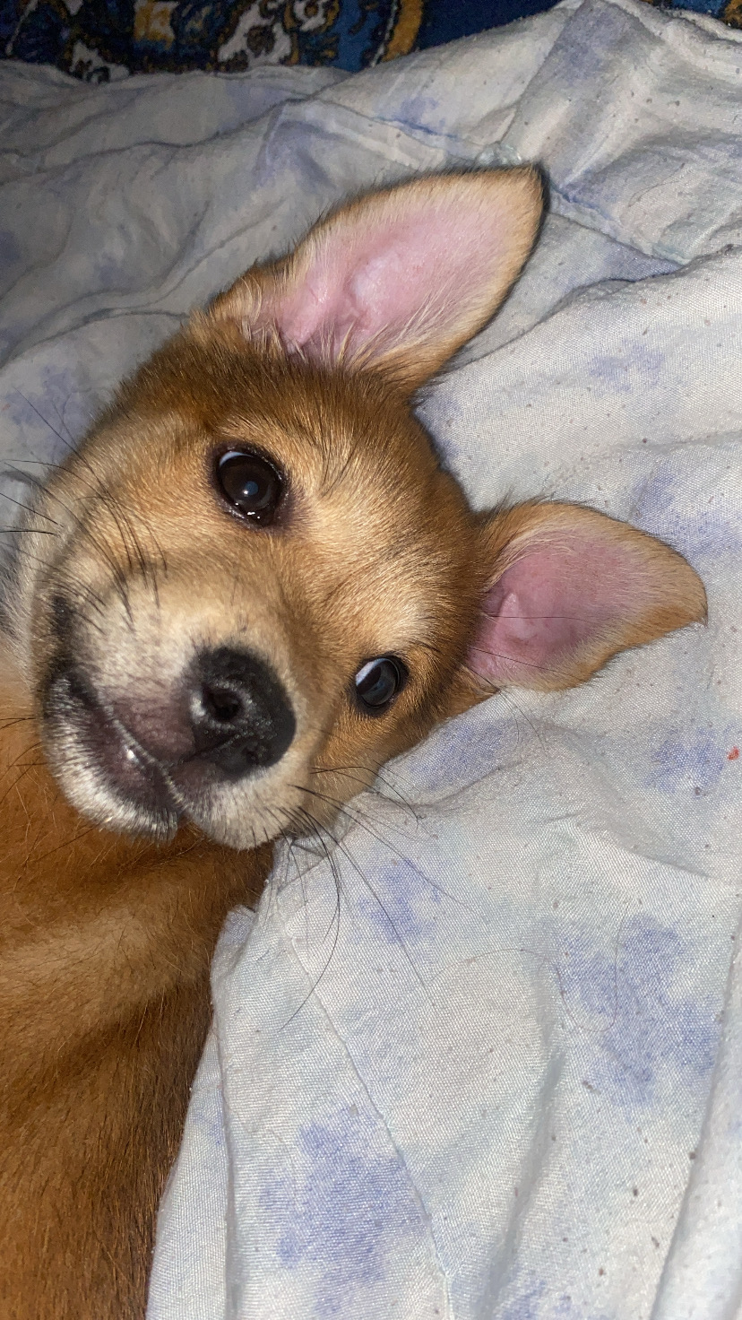 Portal Adocão Cachorrinha abandonada  são mateus 
