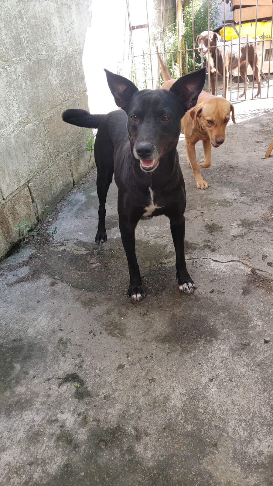 Portal Adocão Cachorros para doação Serra