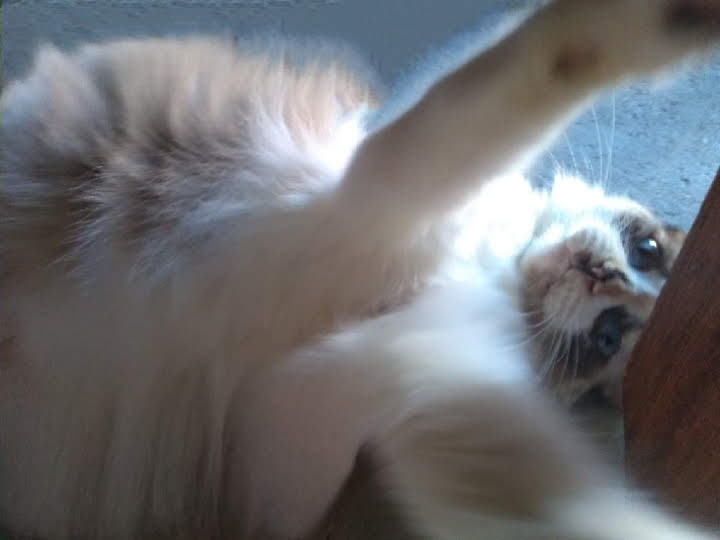 Portal Adocão Gato doação  Sao Paulo 