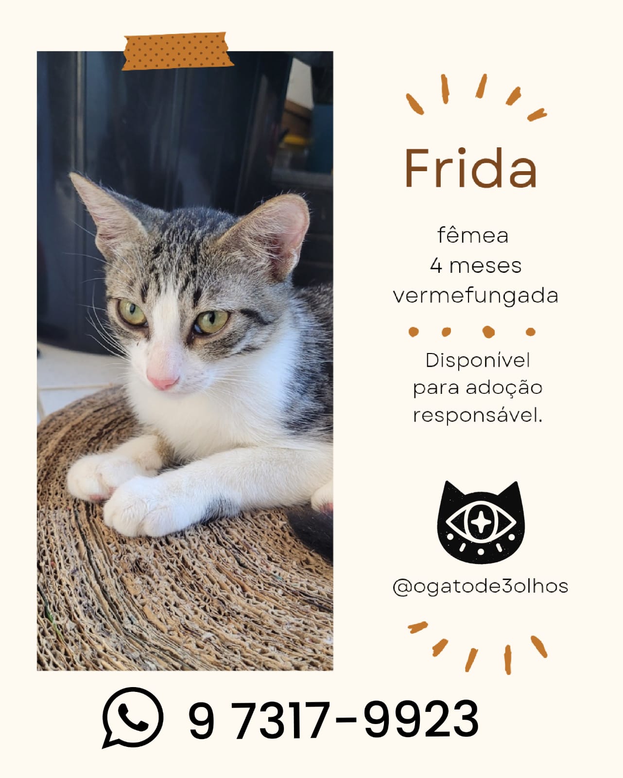 Portal Adocão Gatinha rajada para adoção  Recife