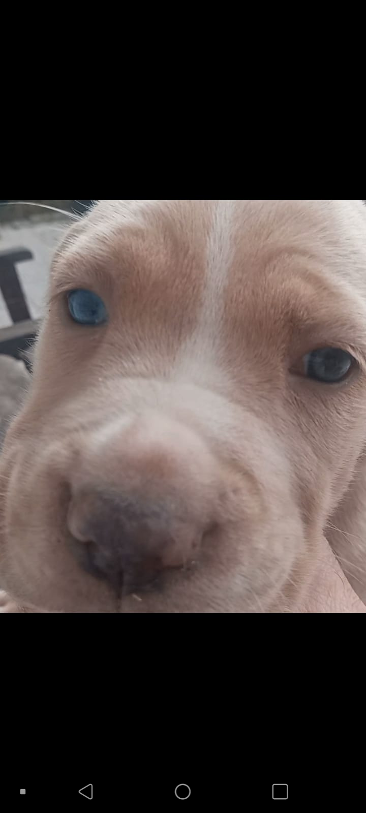 Portal Adocão Cane corso formentino Campina Grande