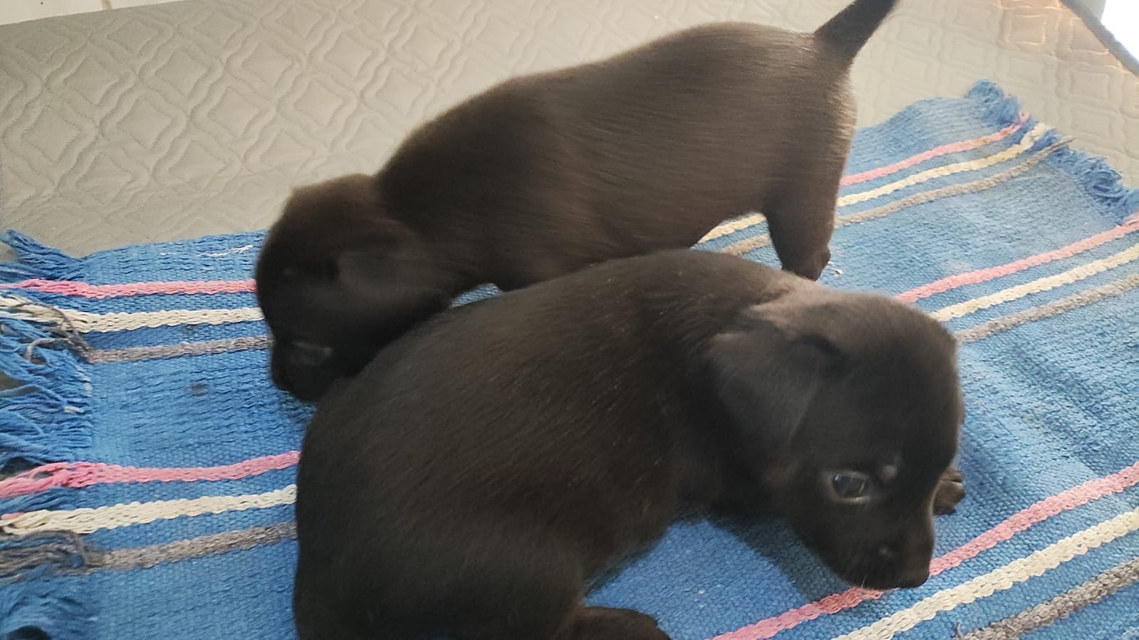 Portal Adocão Cachorras João Pessoa, Valentina 