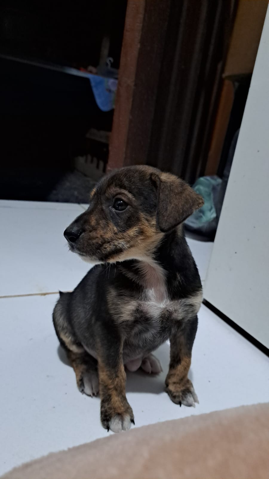 Portal Adocão Doação de cachorrinhos. Tijucas