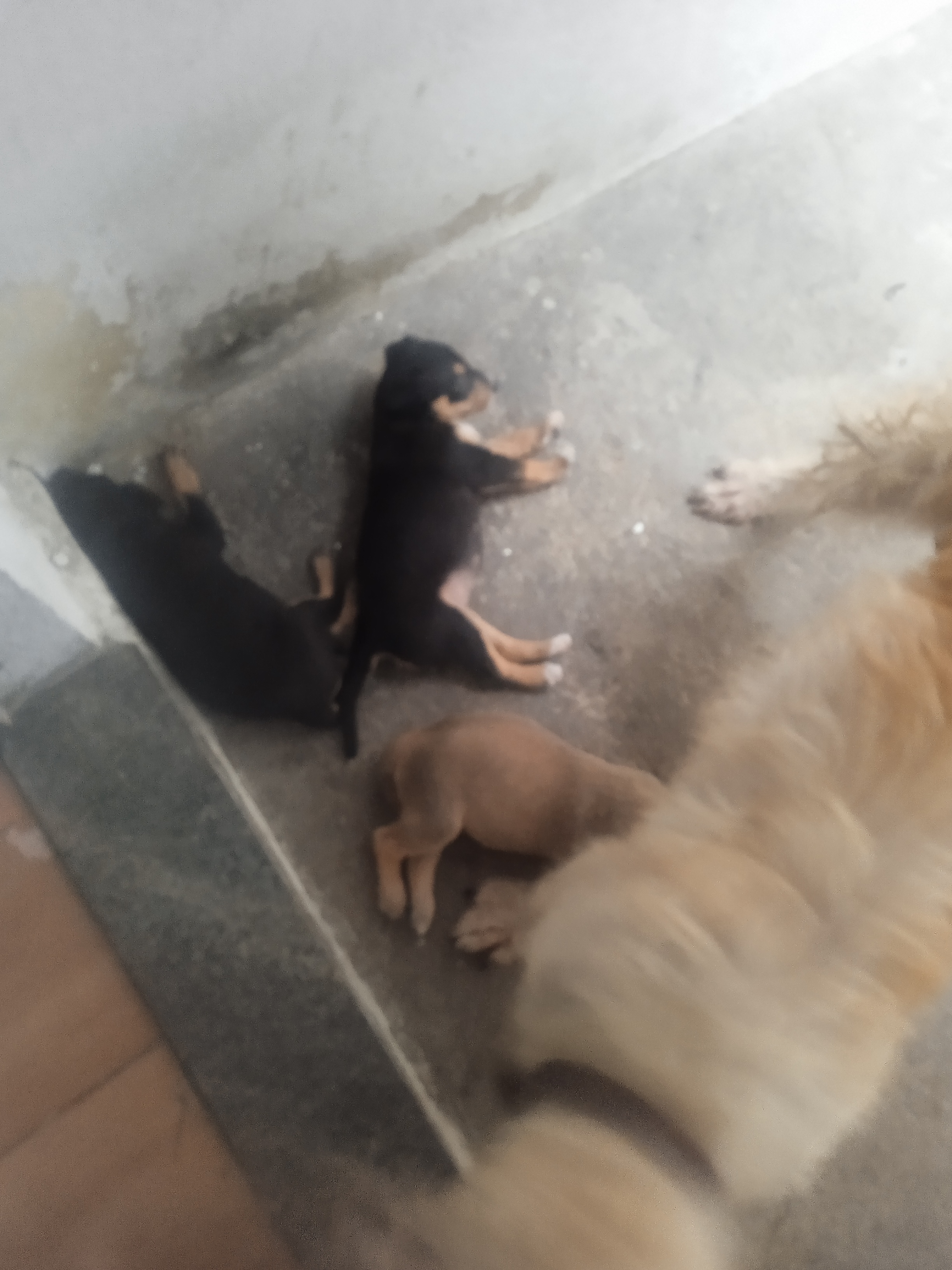 Portal Adocão Doa se filhotes de cães com 1 mês  Rio de janeiro 