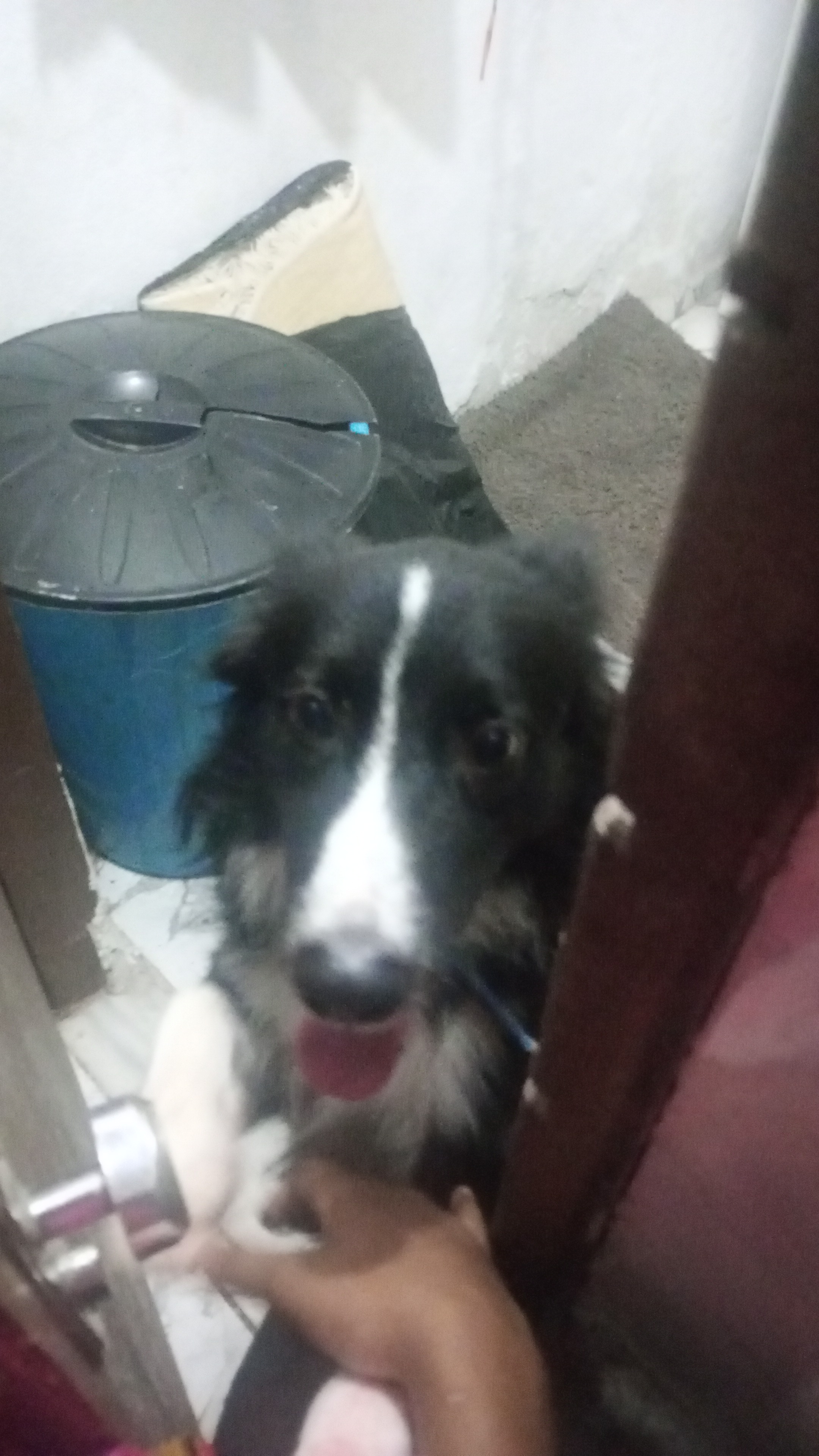 Portal Adocão Adoção de Boder Collie  Salvador, Itapuã 