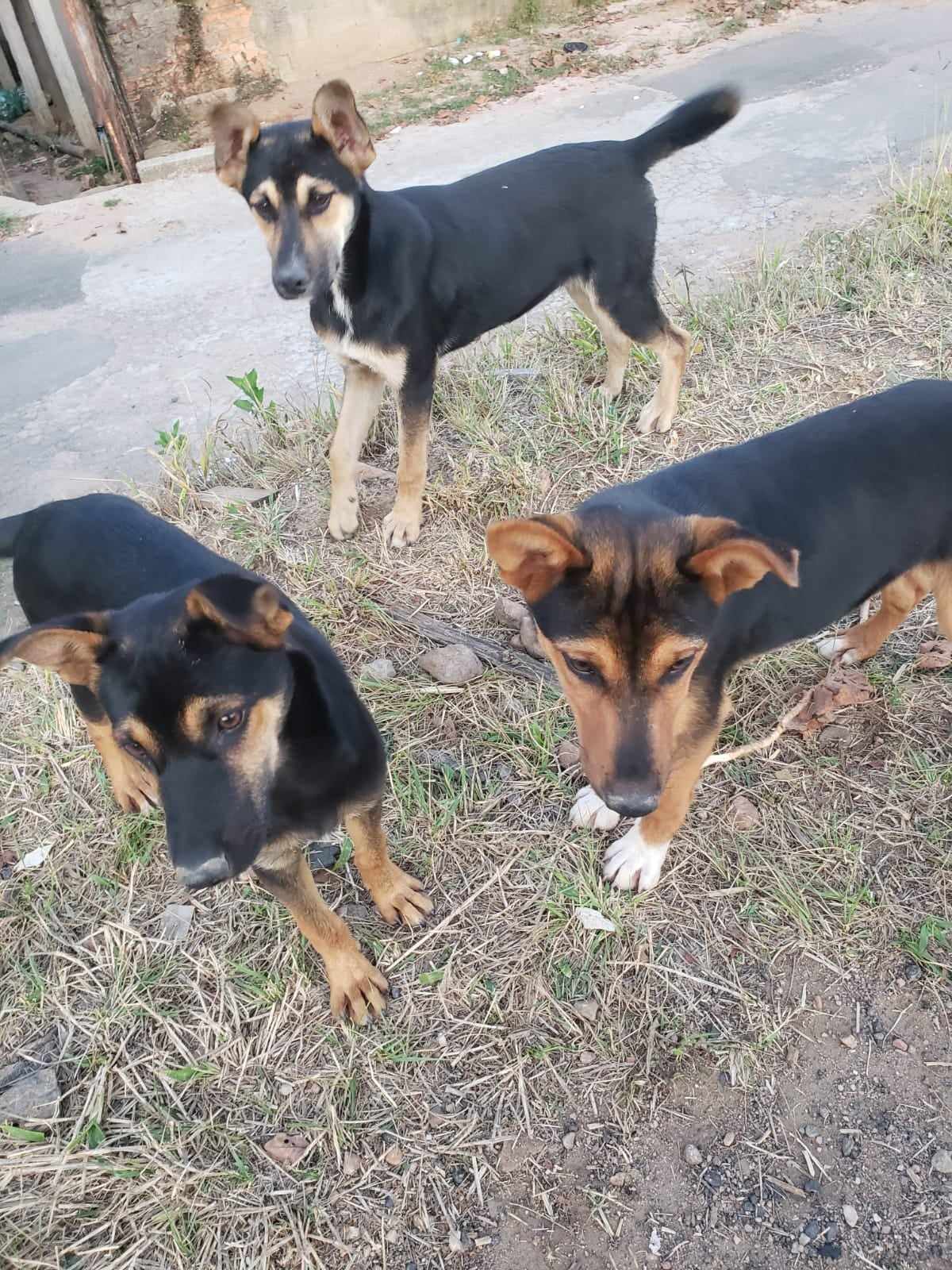 Portal Adocão ADOTE UM AUMIGO! juiz de fora