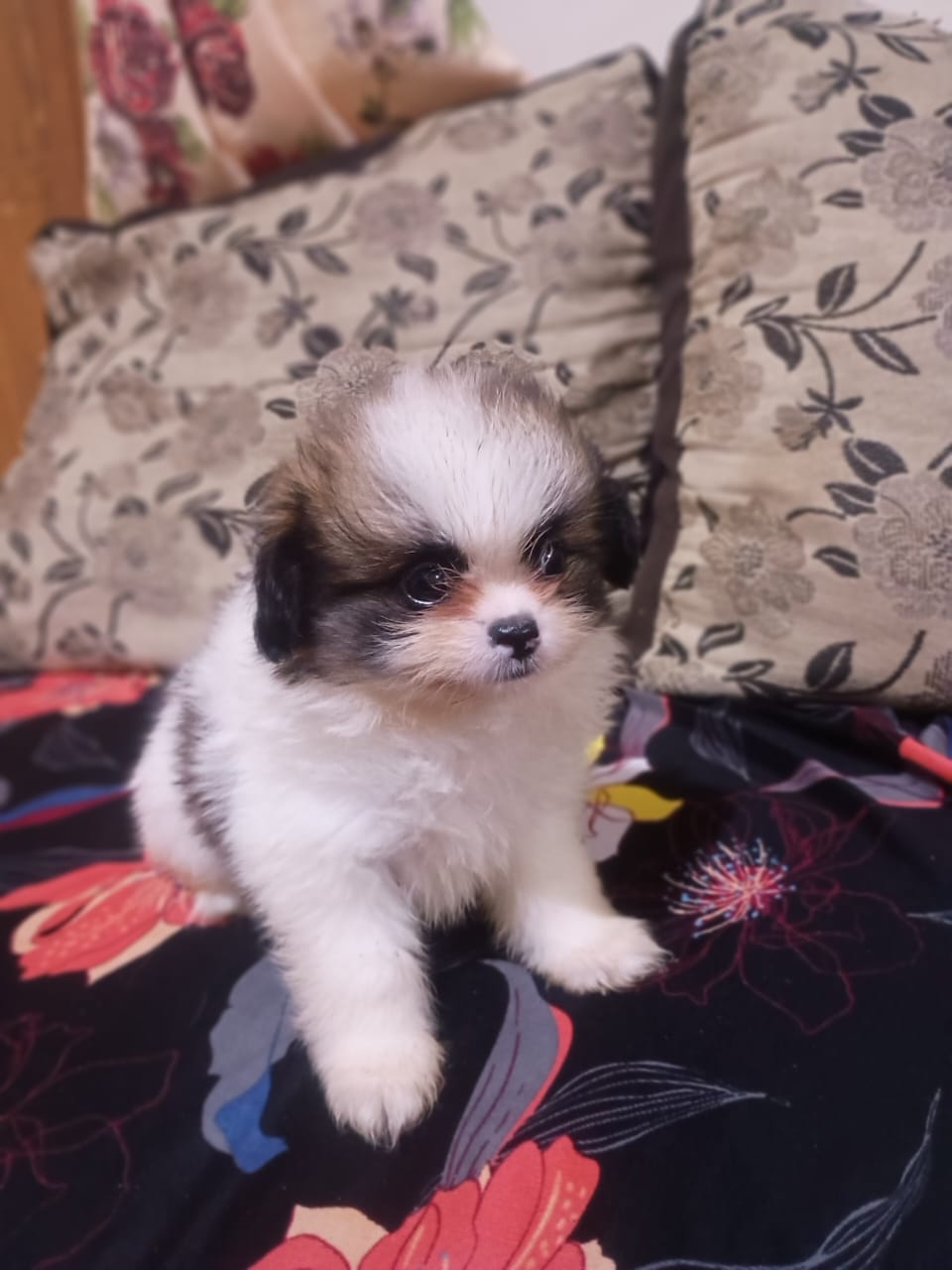 Portal Adocão Filhotes de Shih tzu! Cabo Frio