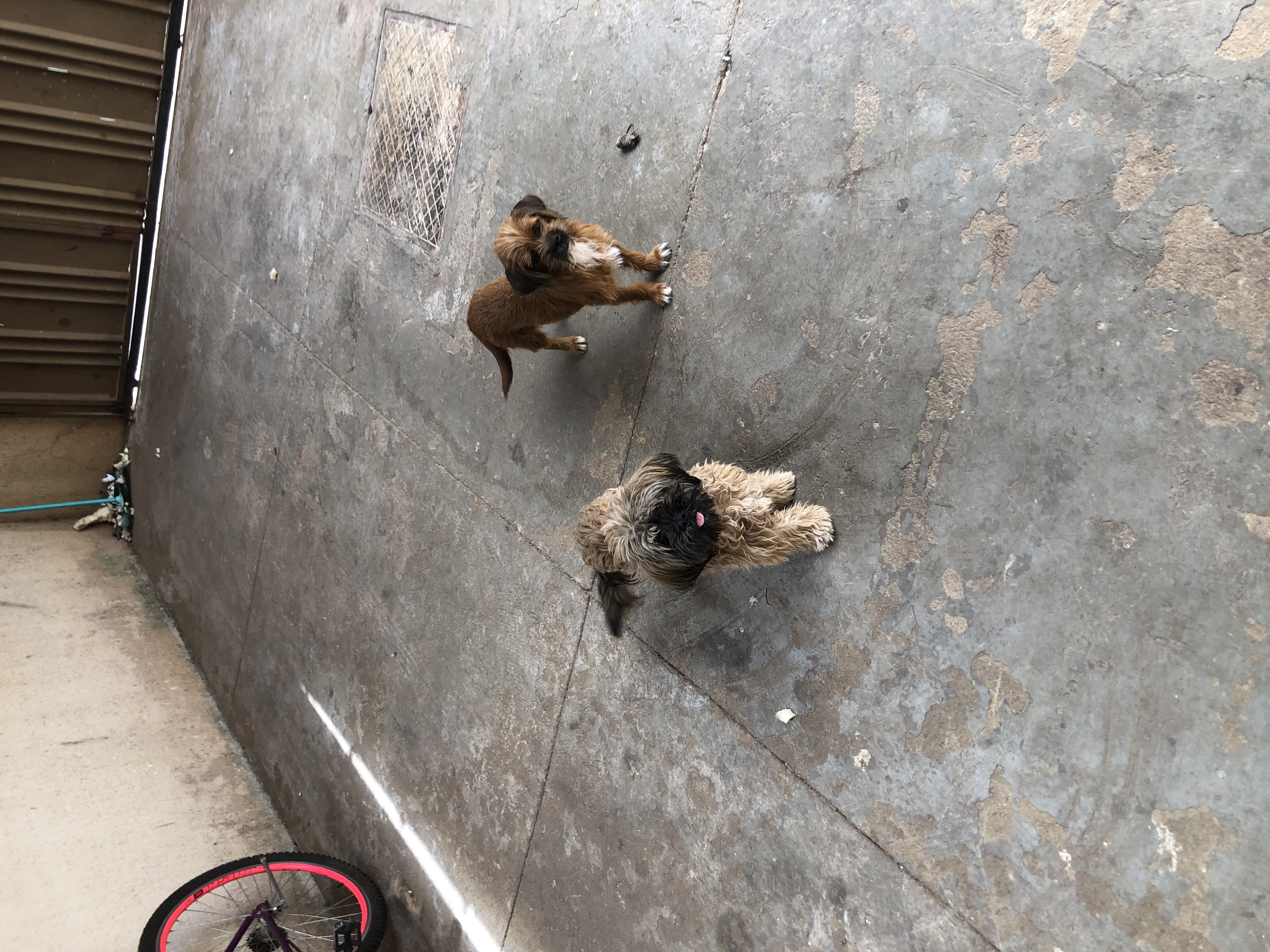 Portal Adocão Adoção de dois cachorros  Goiânia 