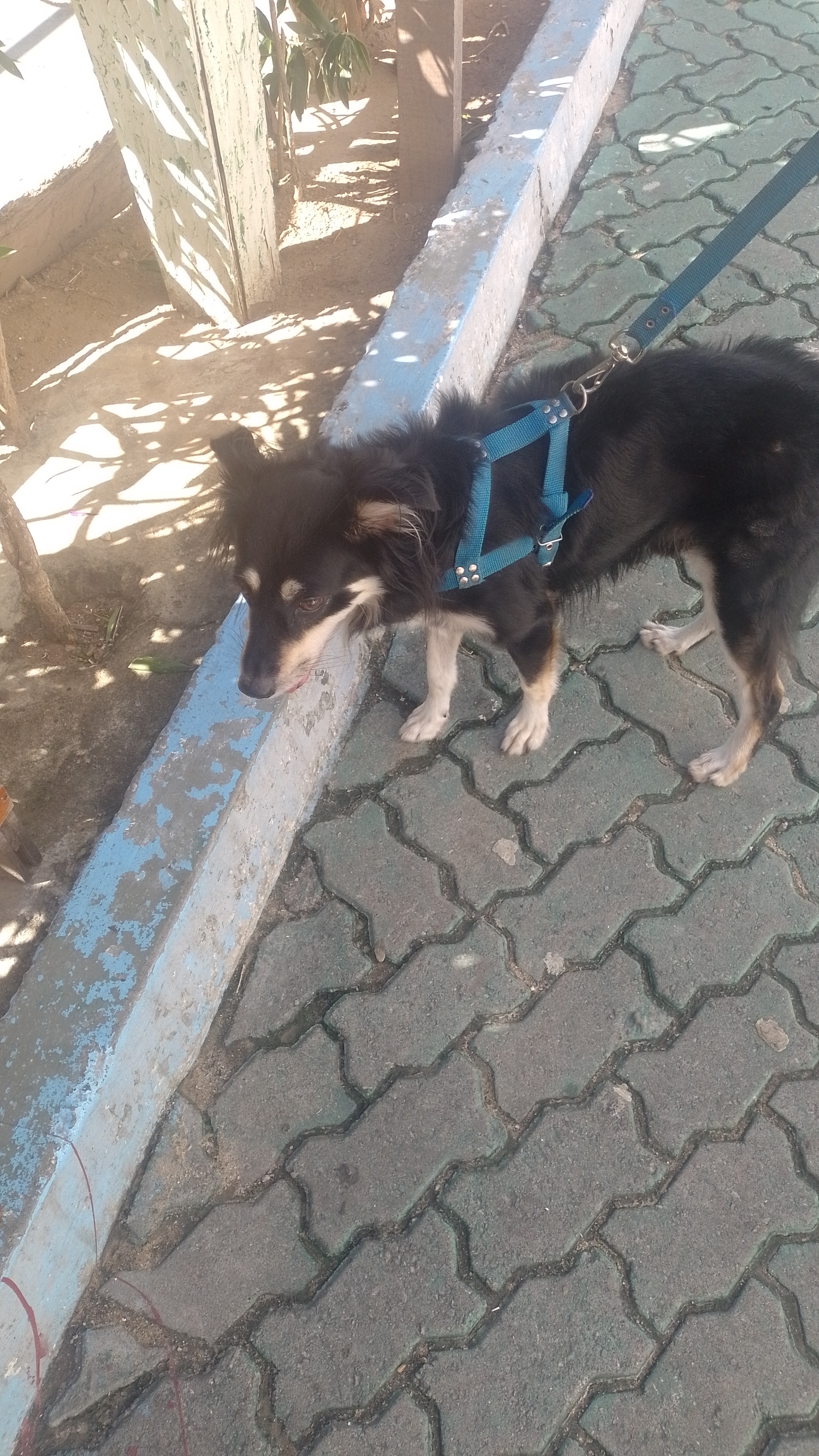 Portal Adocão Cachorro pra adoção Fortaleza