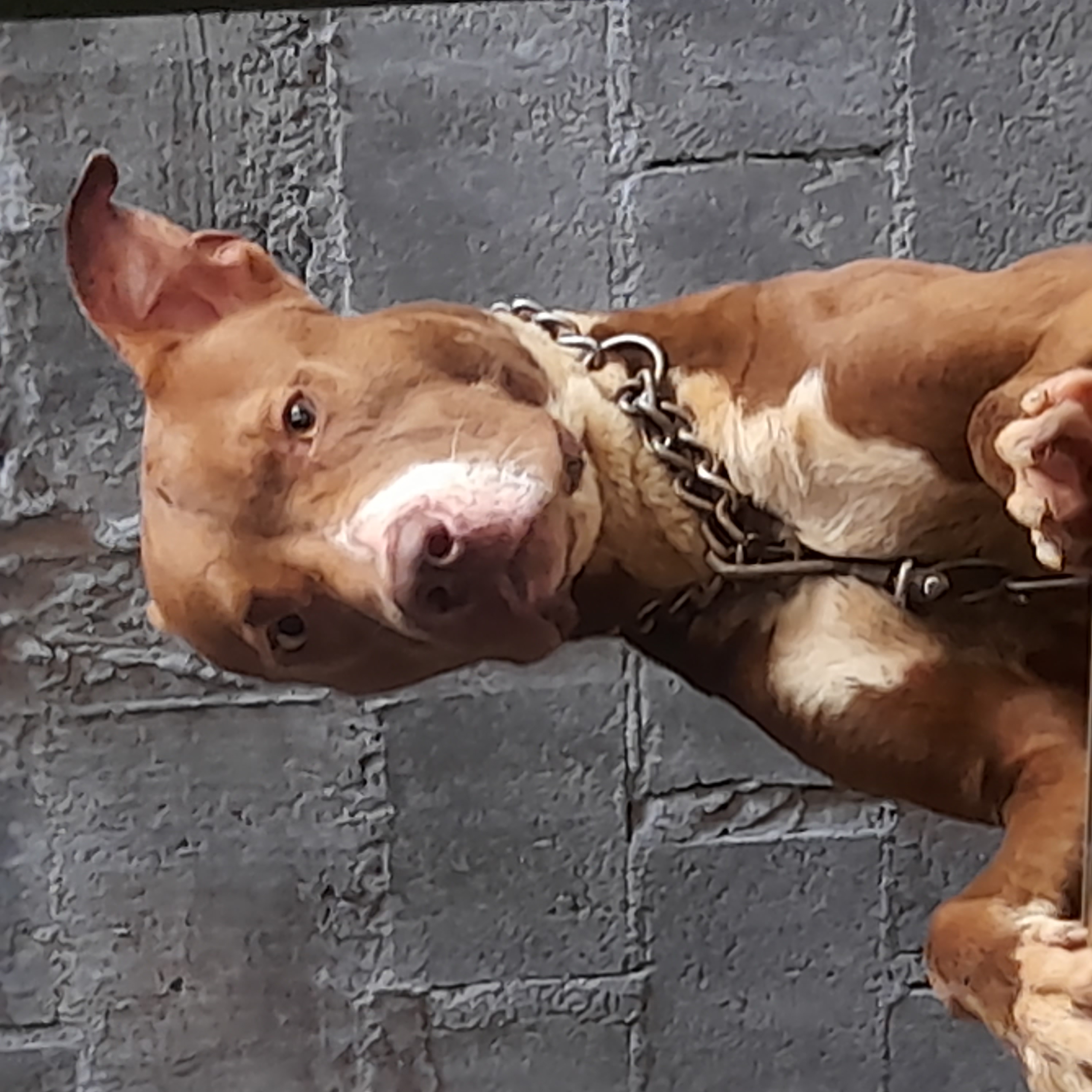 Portal Adocão Cão para adoção  Itapecerica da serra 