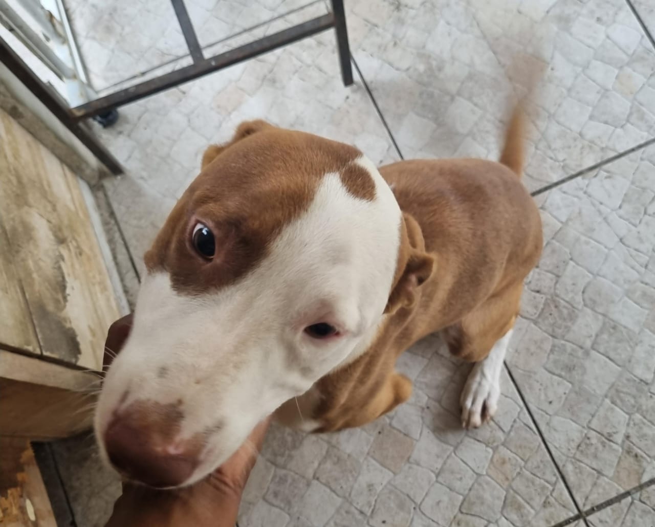 Portal Adocão Doação desse lindo cão dócil e feliz Rj