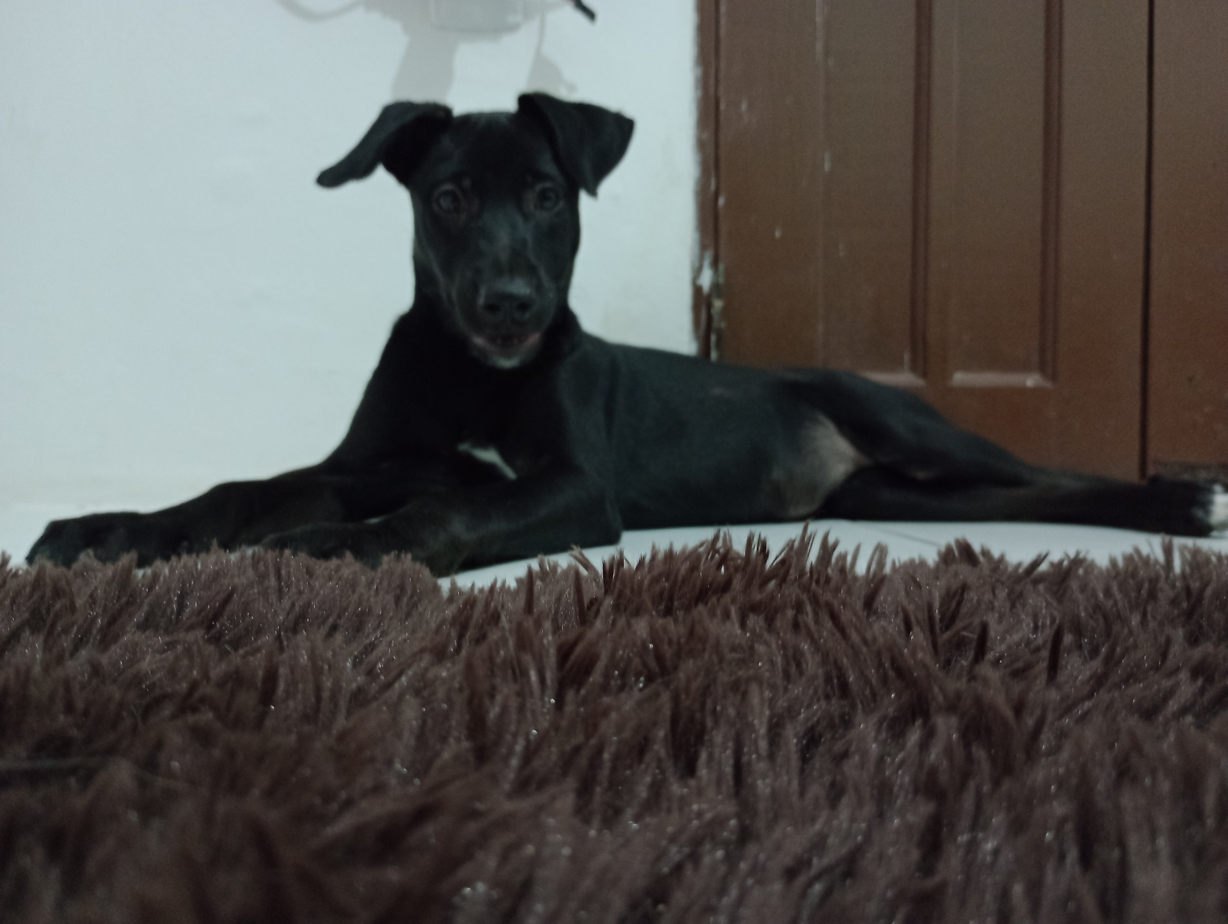 Portal Adocão Doasse cadela de 8 meses Salvador 