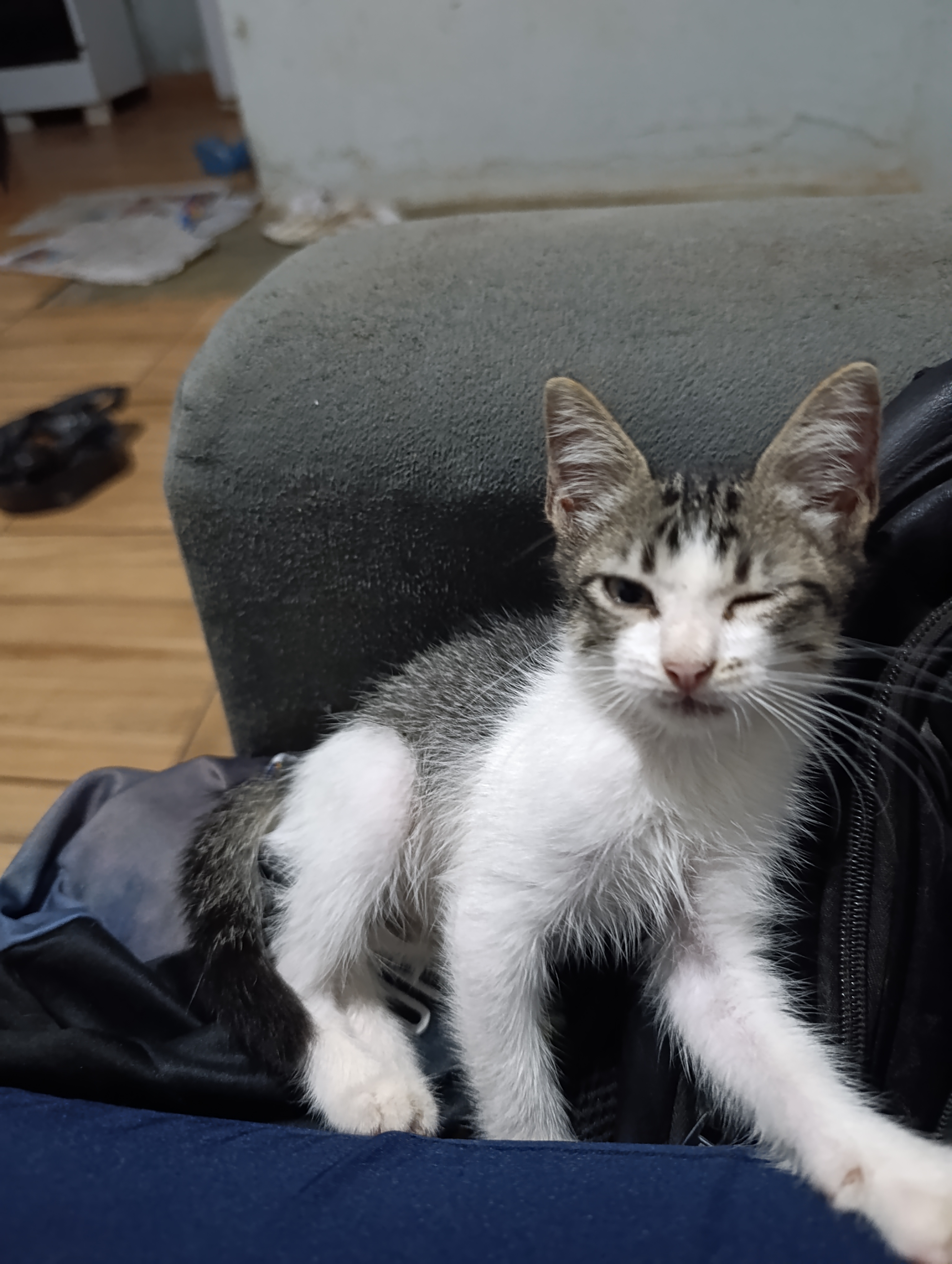 Portal Adocão Gatinho para adoção  Abreu e lima 