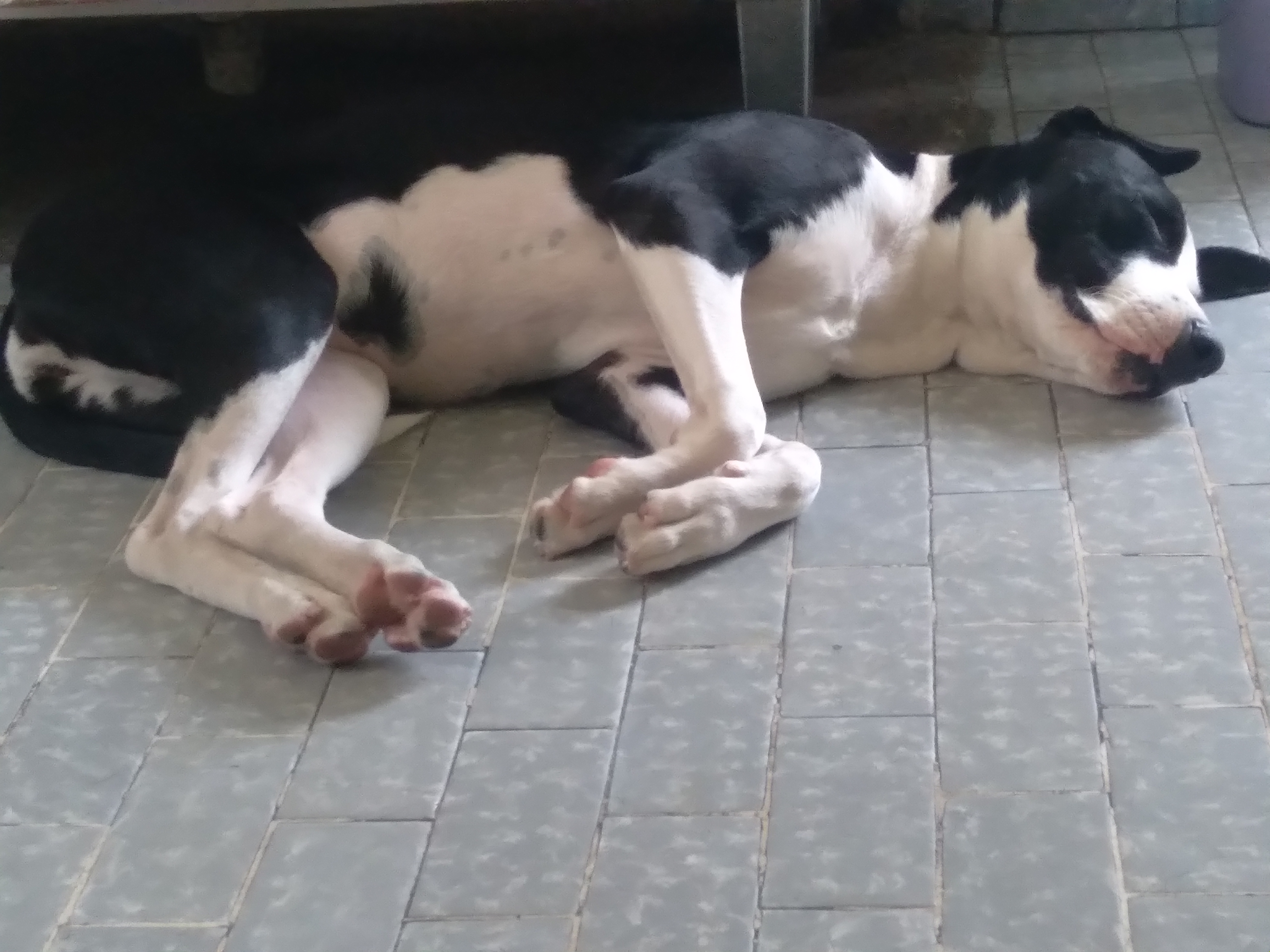 adoção de cachorro Doação de filhote american staffordshire terrier São Paulo