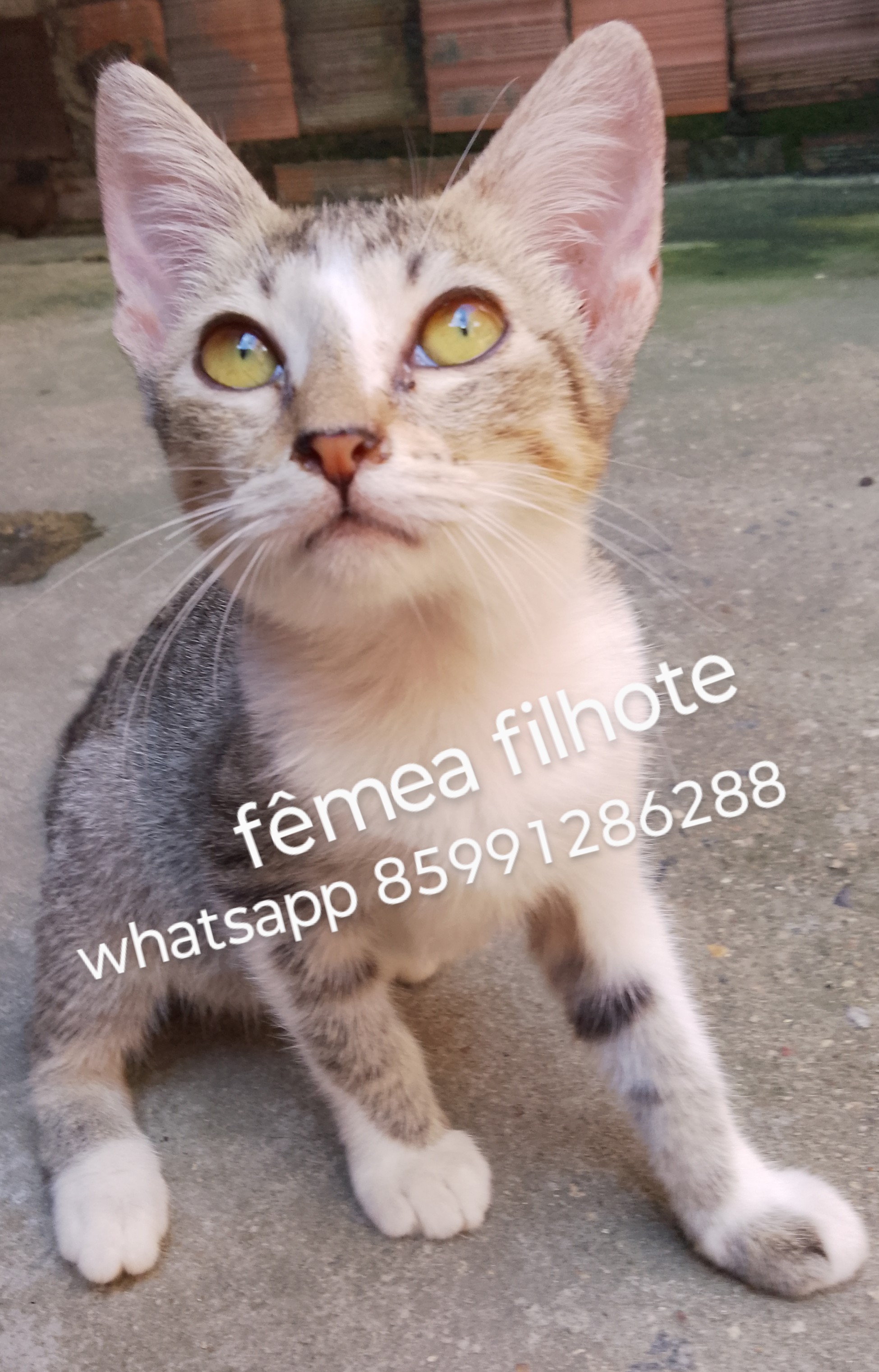 Portal Adocão Adoção responsável de gatinhos  fortaleza